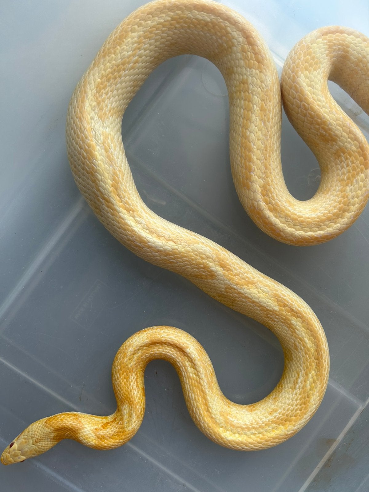 Korenslang te koop Corn Snake photo 3