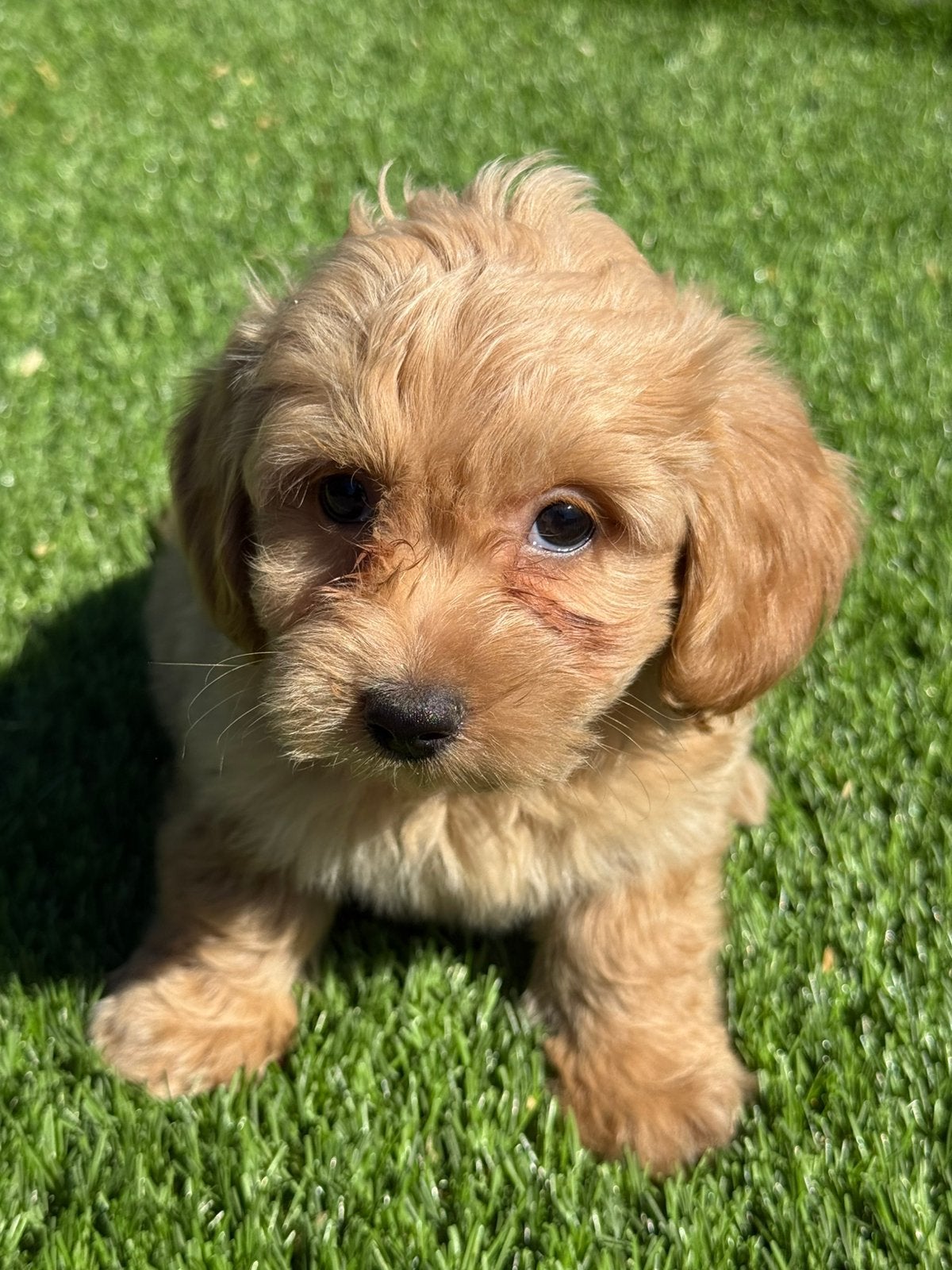 Mooie maltipoo pups poedel x maltezer pups, Dieren en Toebehoren, Nederland, Parvo, 8 tot 15 weken, Meerdere