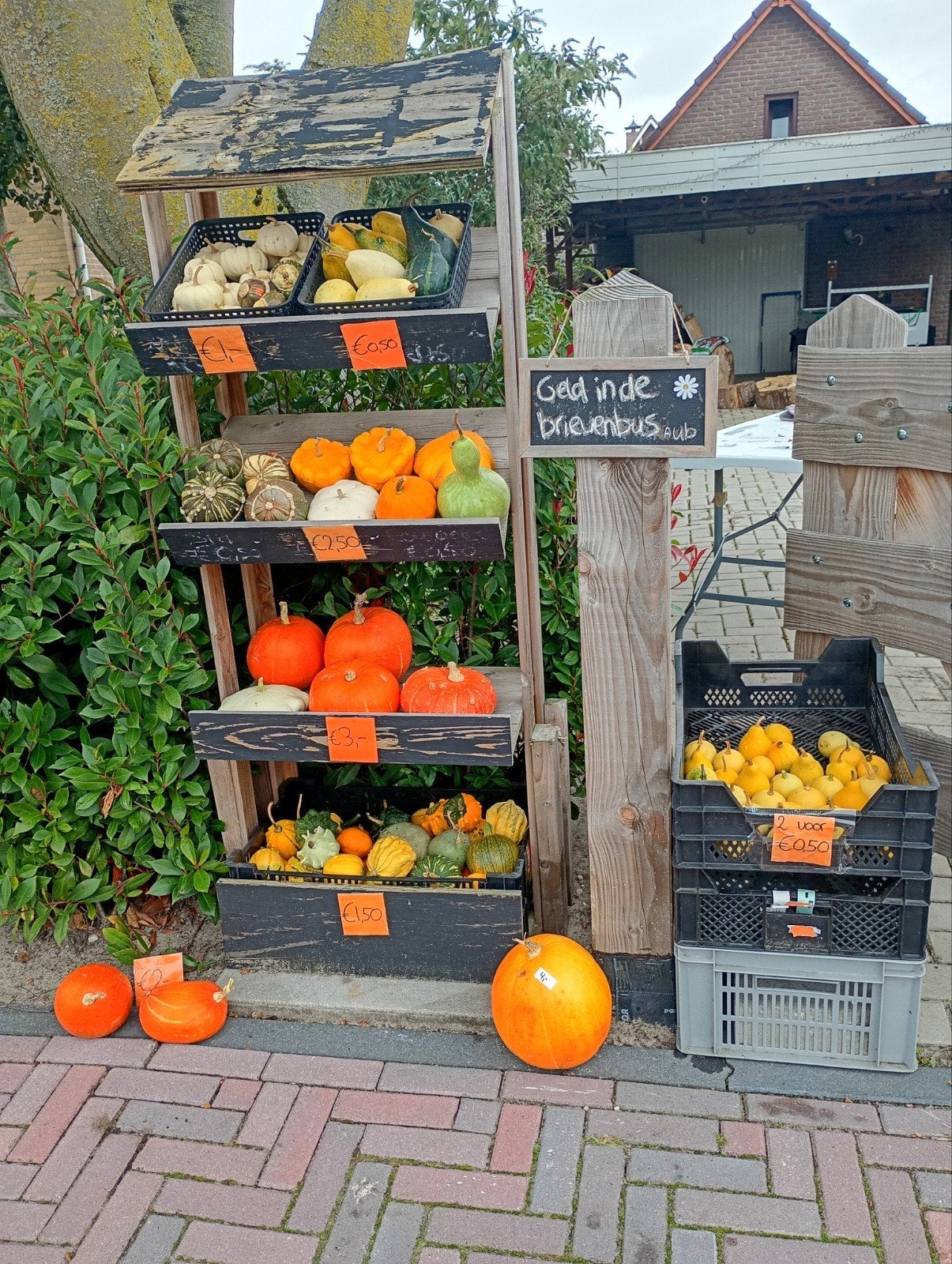 pompoenen en kalebassen, Ophalen, Overige soorten, Minder dan 100 cm