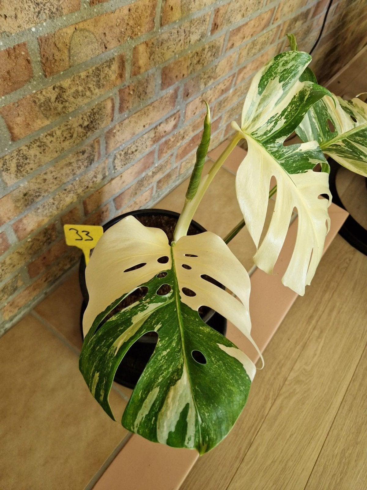 Monstera Deliciosa Albo Variegata kamerplant #33, Huis en Inrichting, Ophalen of Verzenden, Halfschaduw, Minder dan 100 cm