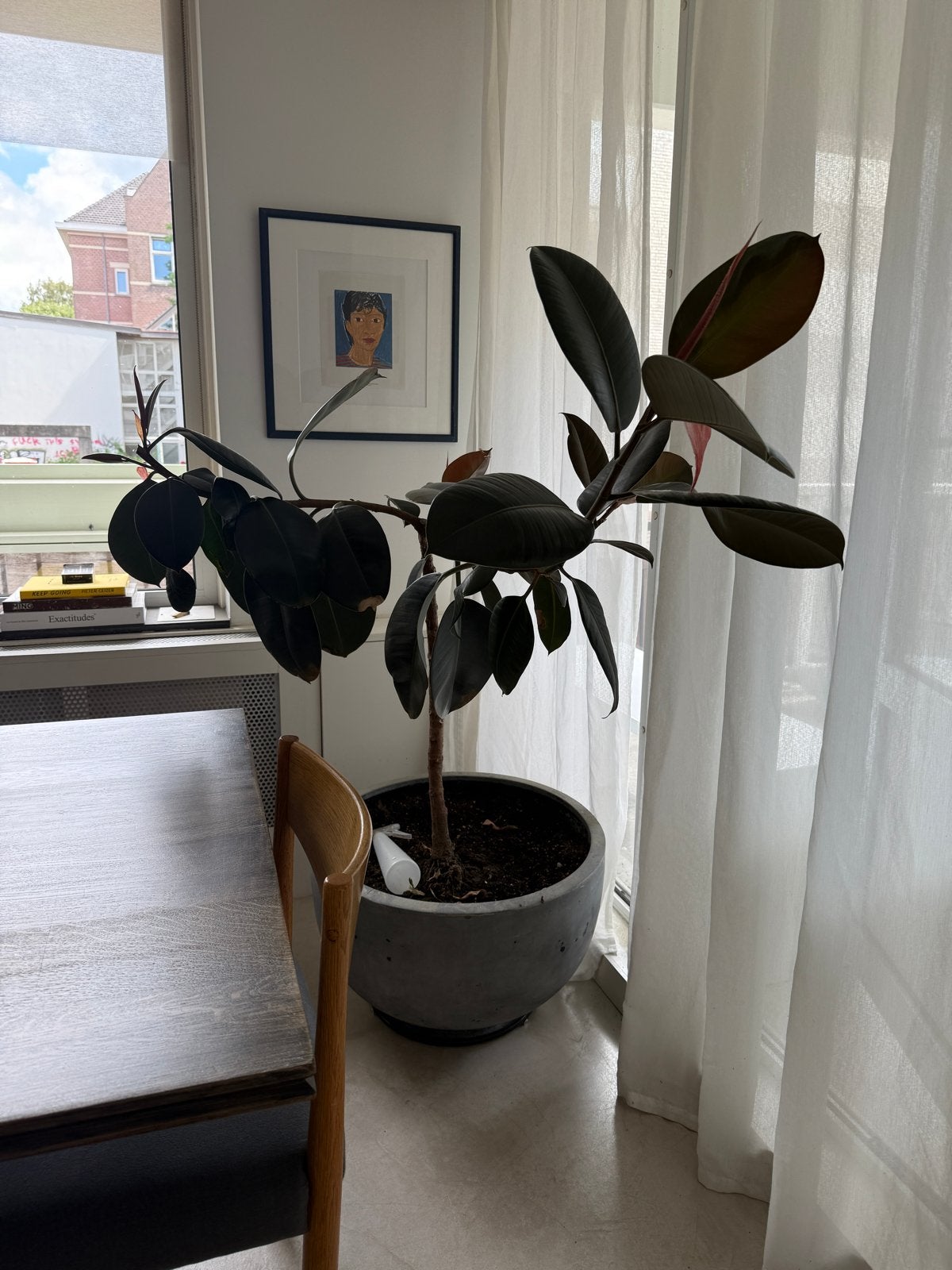 Ficus Elastica Rubber Plant - 140cm hoog, Huis en Inrichting, Kamerplanten, Ophalen, Ficus, 100 tot 150 cm, Halfschaduw
