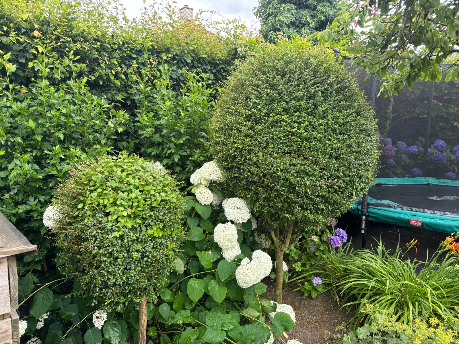 Buxus bollen - Perfect voor elke tuin, Vaste plant, Bloeit niet, Halfschaduw, Ophalen