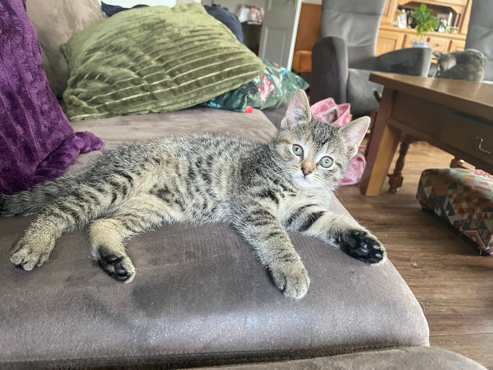 Twee hele lieve kittens te koop!, Dieren en Toebehoren, Poes