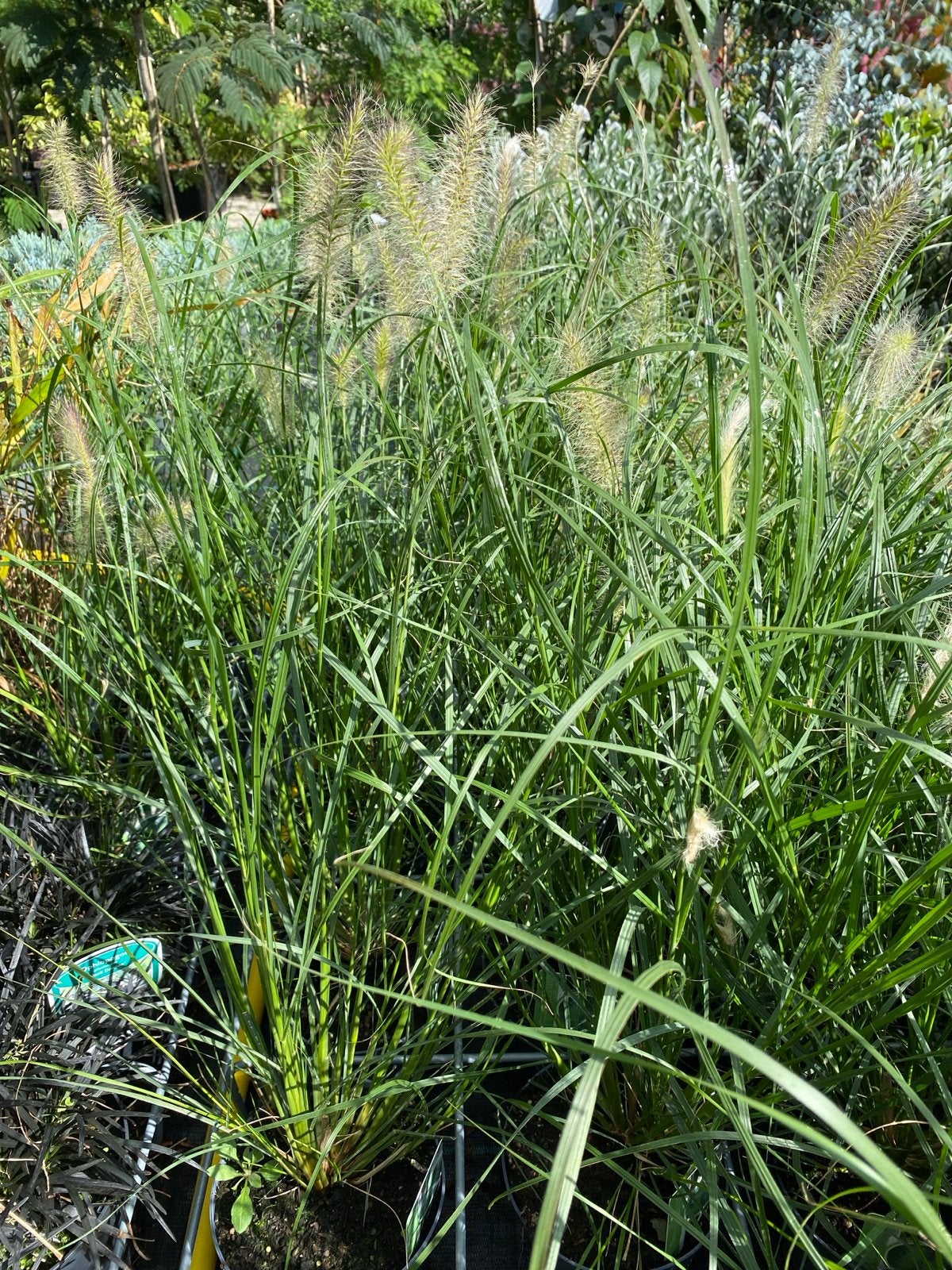 Lampenpoetsersgras 'Hameln' - Siergras, Ophalen, Volle zon, Vaste plant, Siergrassen