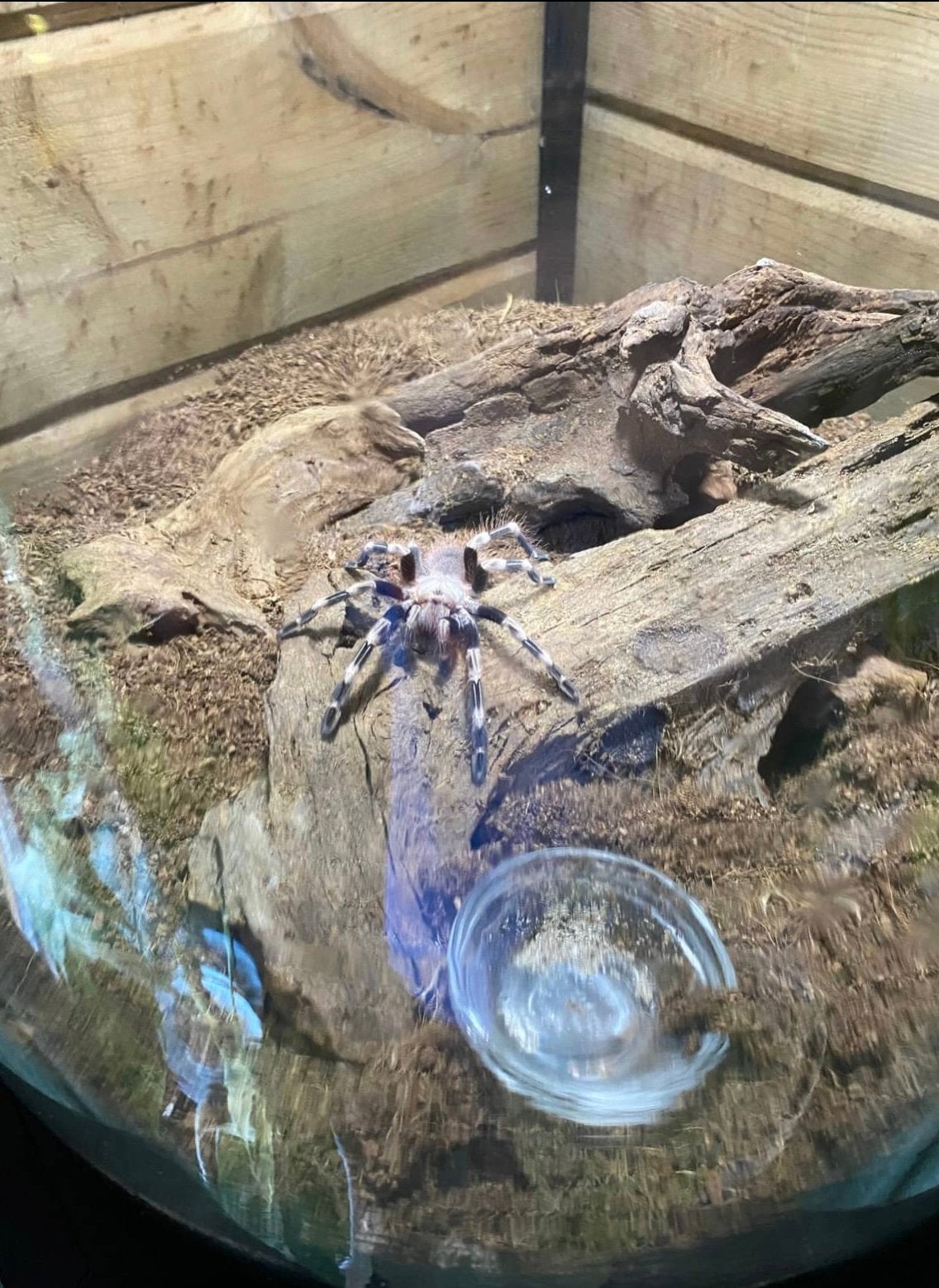 nandu chromatus vrouw, Dieren en Toebehoren, Insecten en Spinnen, Spin of Schorpioen
