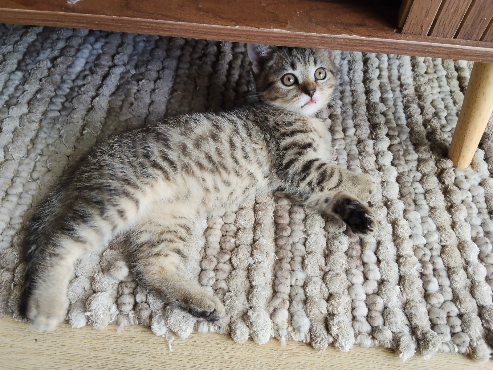 Lion Katertje🩵Britse korthaar kittens mogen verhuizen❤️, Dieren en Toebehoren, Katten en Kittens | Raskatten | Korthaar, Meerdere dieren