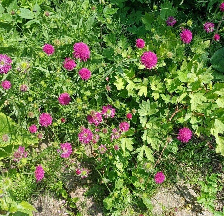 Beemdkroon Macedonica, Ophalen of Verzenden, Volle zon