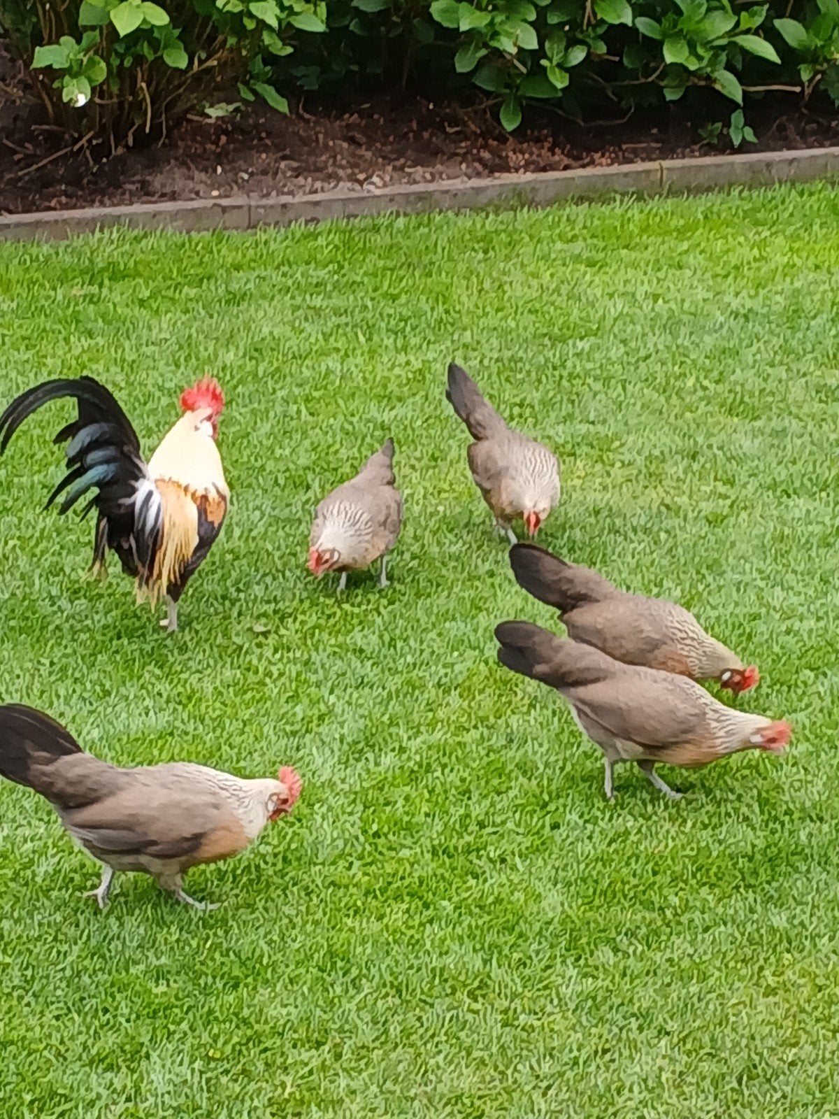 broedeieren, Dieren en Toebehoren, Pluimvee, Geslacht onbekend, Kip