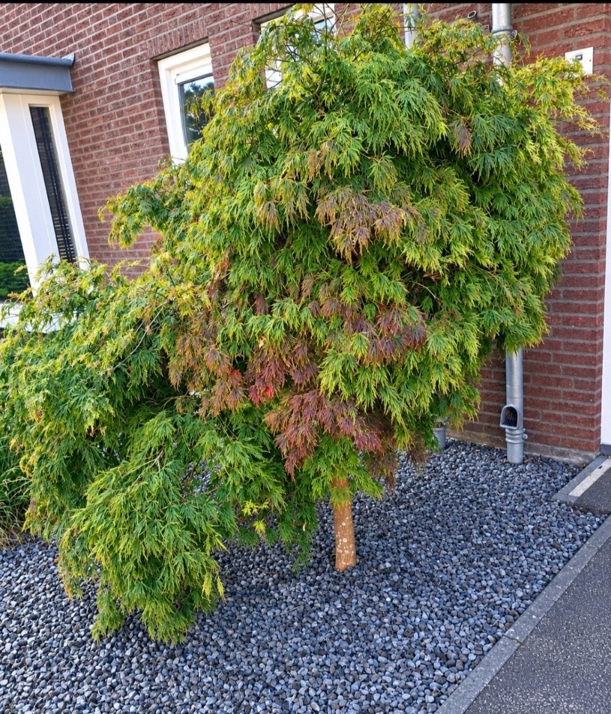 Grote prachtige volwassen Japanse esdoorn op stam, Tuin en Terras, Ophalen, Esdoorn, 250 cm of meer