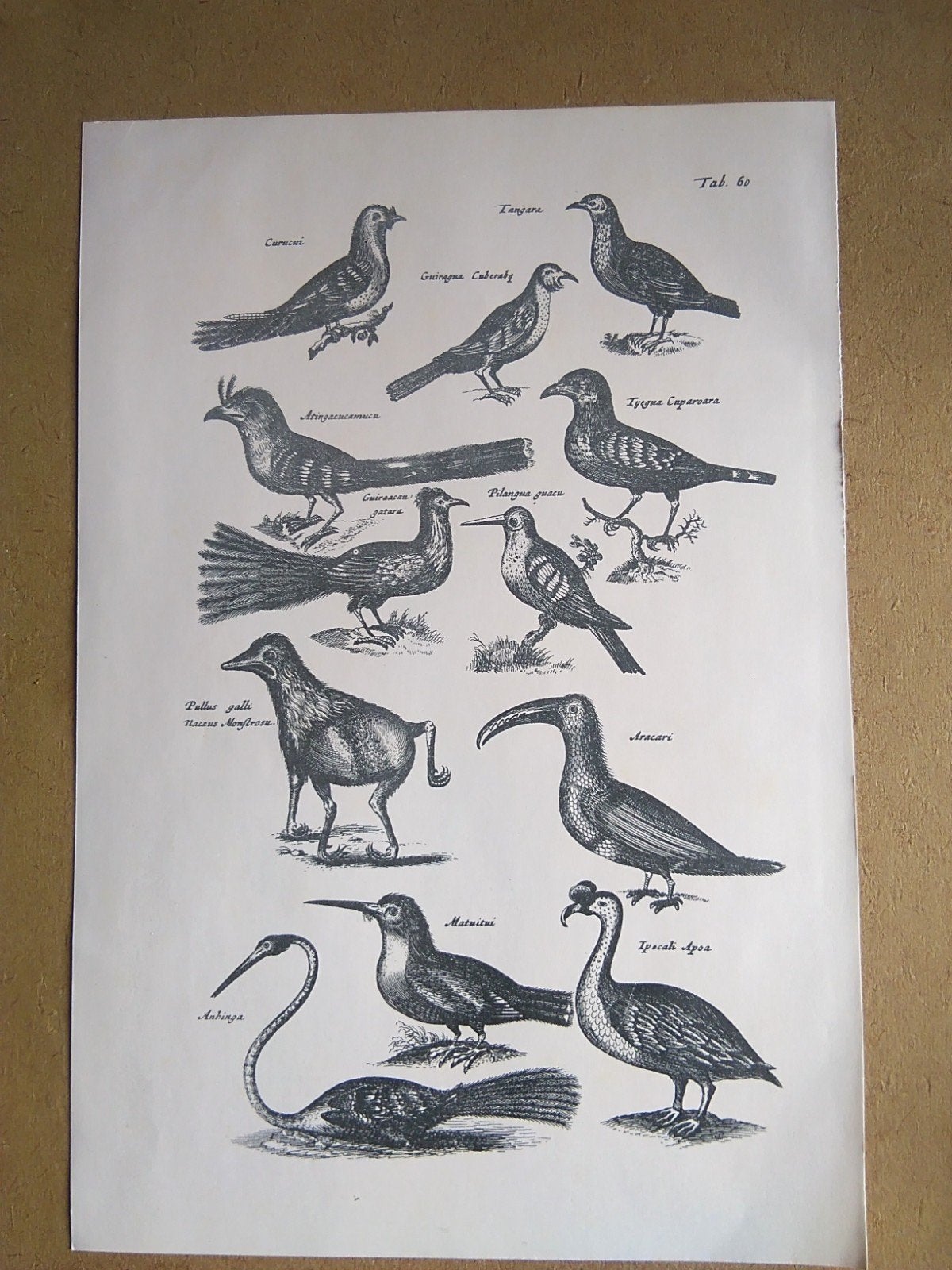 Vogelsoorten prent, Ophalen of Verzenden, Voor 1940, Overige onderwerpen