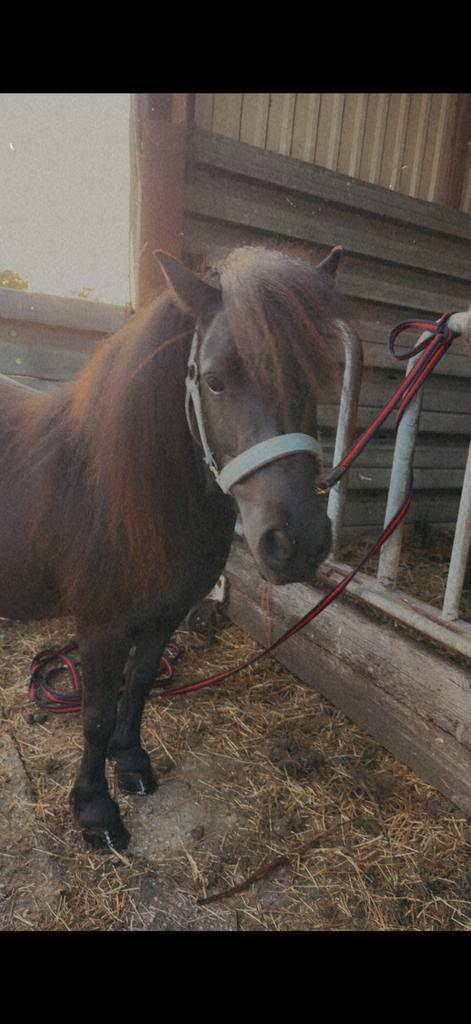 9 jarige merrie, Dieren en Toebehoren, Merrie, Met stamboom, A pony (tot 1.17m), 7 tot 10 jaar