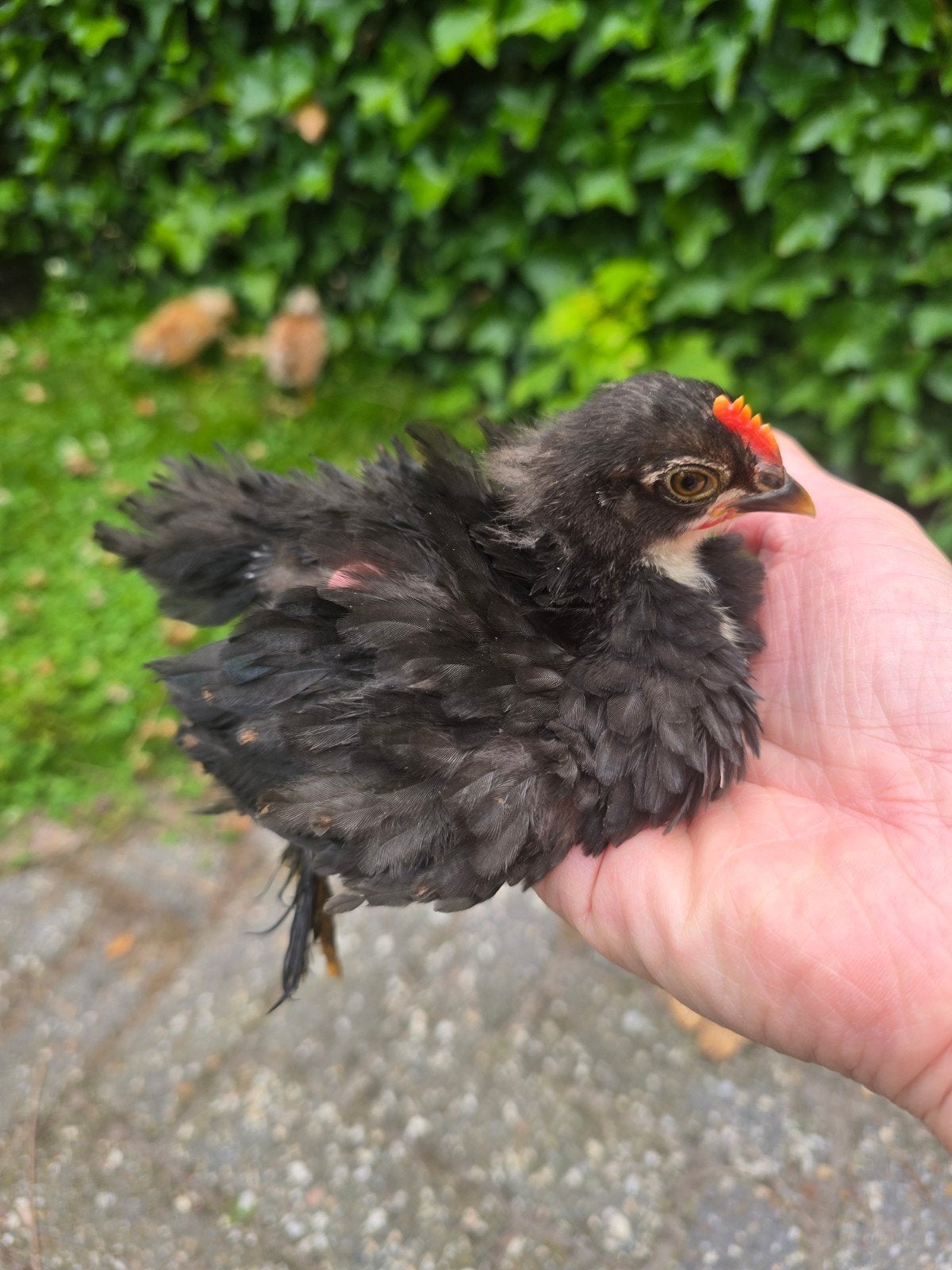 Mooi tam zwart/parelgrijs krulveer cochin haantje 4 weken, Dieren en Toebehoren, Pluimvee, Mannelijk, Kip