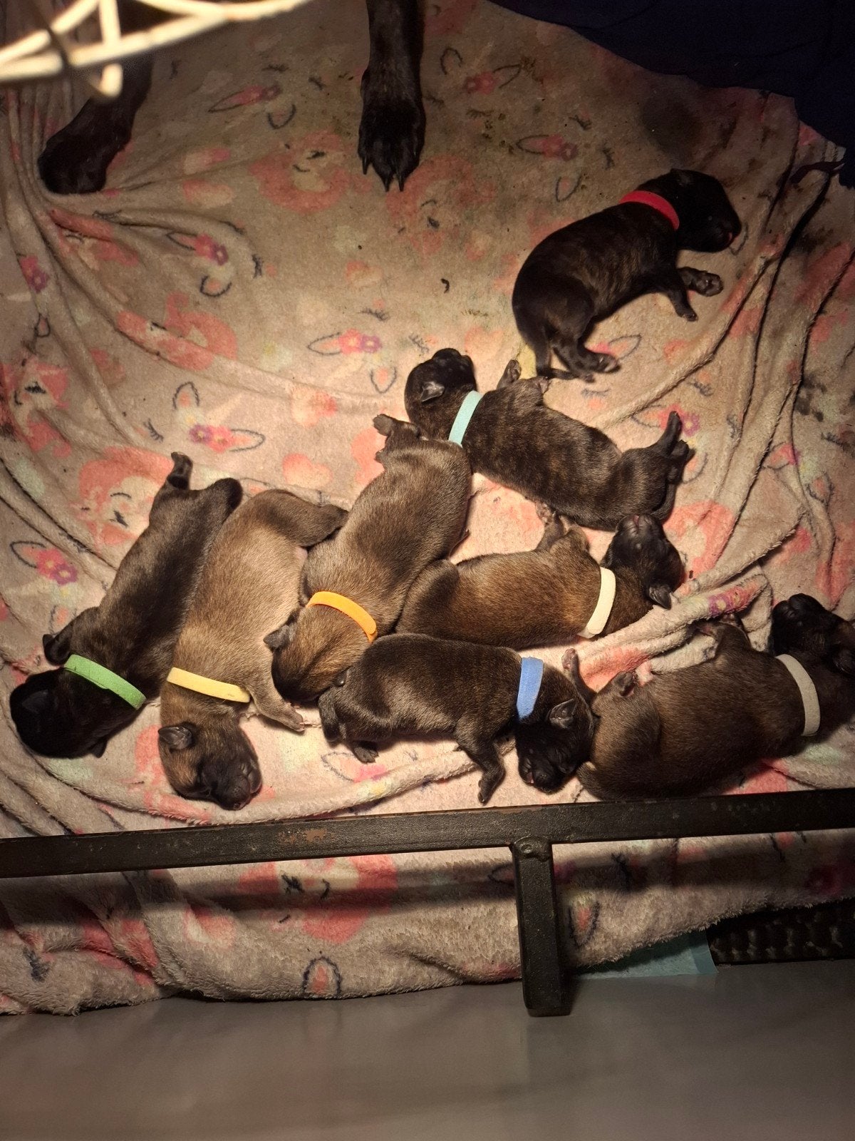 MECHELSE /HOLLANDSE HERDER PUPS, Dieren en Toebehoren, Honden | Herdershonden en Veedrijvers, Parvo, 8 tot 15 weken, Meerdere