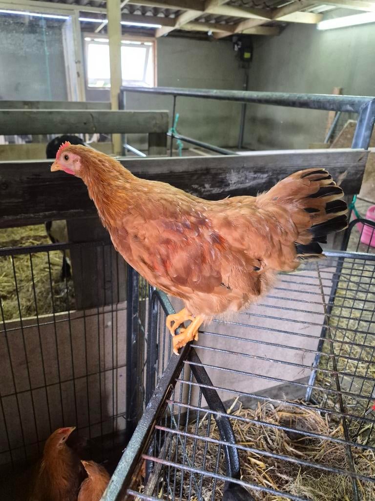 New hampshire kriel kippen, Dieren en Toebehoren