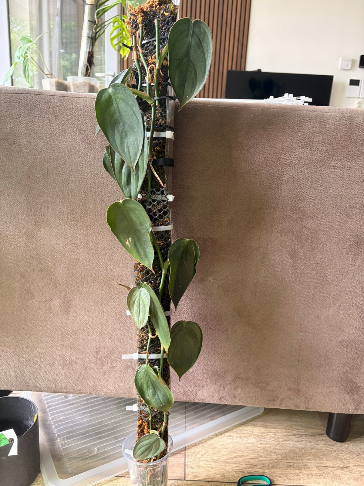 Monstera Burle Marx Fantasy op mospaal, Huis en Inrichting, Ophalen, Halfschaduw, Minder dan 100 cm