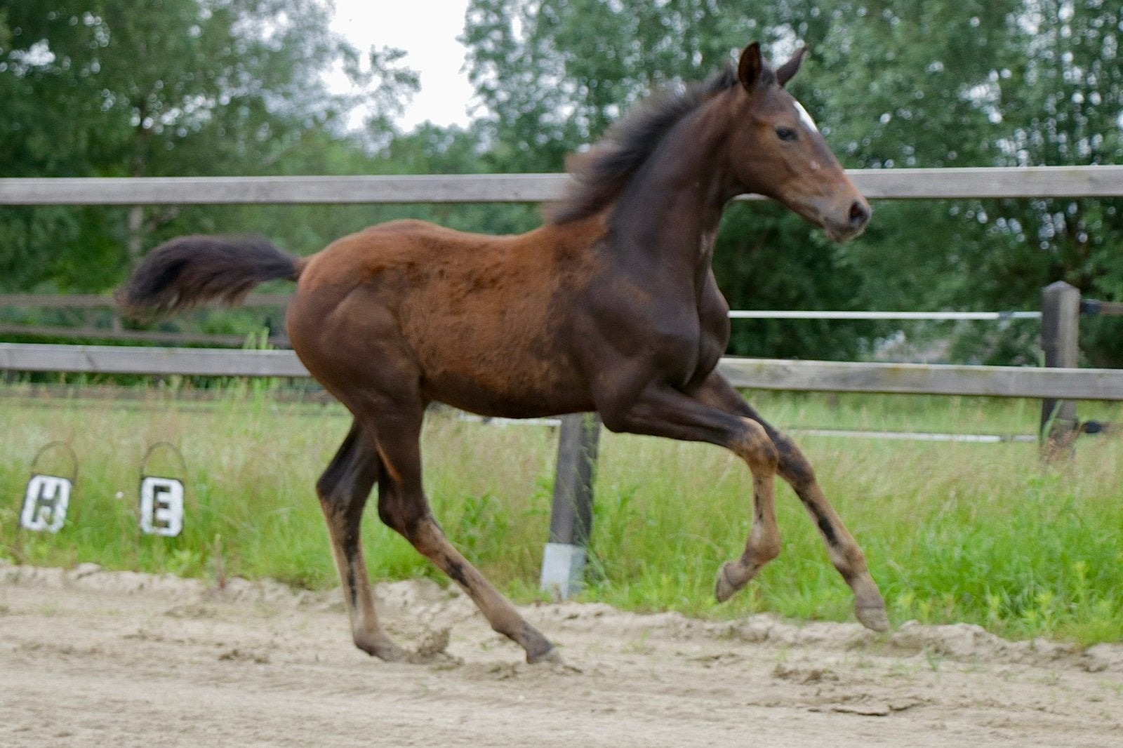 Merrieveulen Vuelta x Secret, Dieren en Toebehoren, Merrie, Minder dan 160 cm, Dressuurpaard, 0 tot 2 jaar