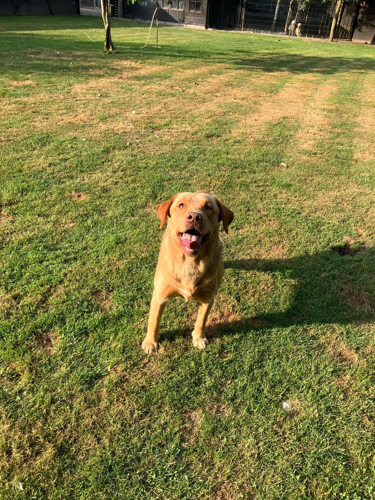 Staat ter dekking, Reu, 1 tot 2 jaar, Parvo, Eén hond