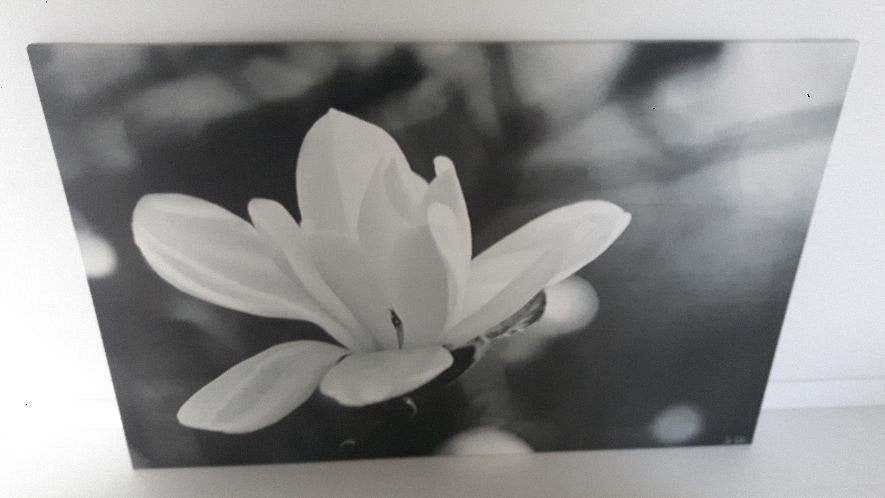 Ikea Magnolia Canvas Schilderij Zwart-Wit, Ophalen, Schilderij