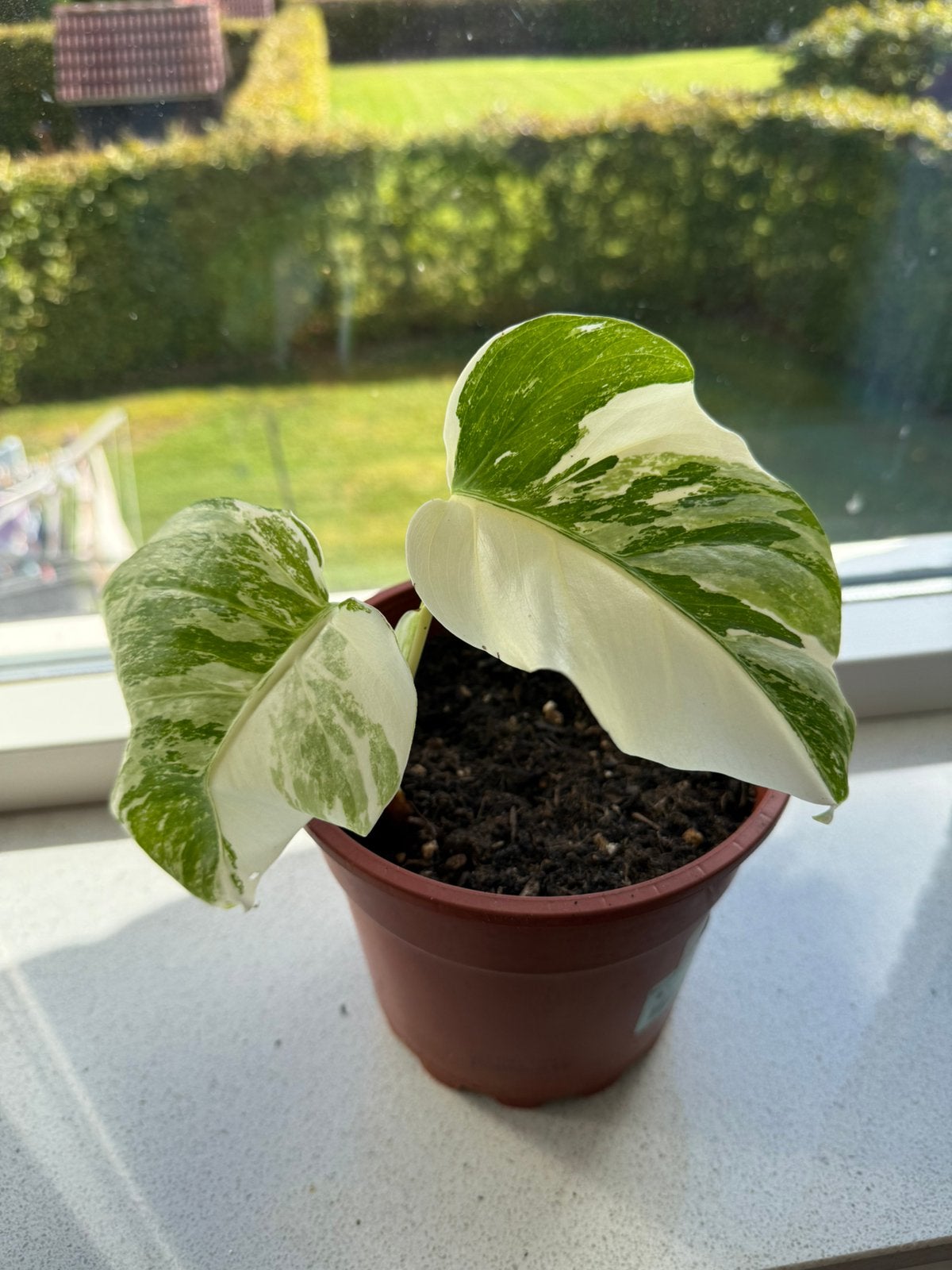 Monstera Variegata 2, Ophalen, Halfschaduw, Minder dan 100 cm