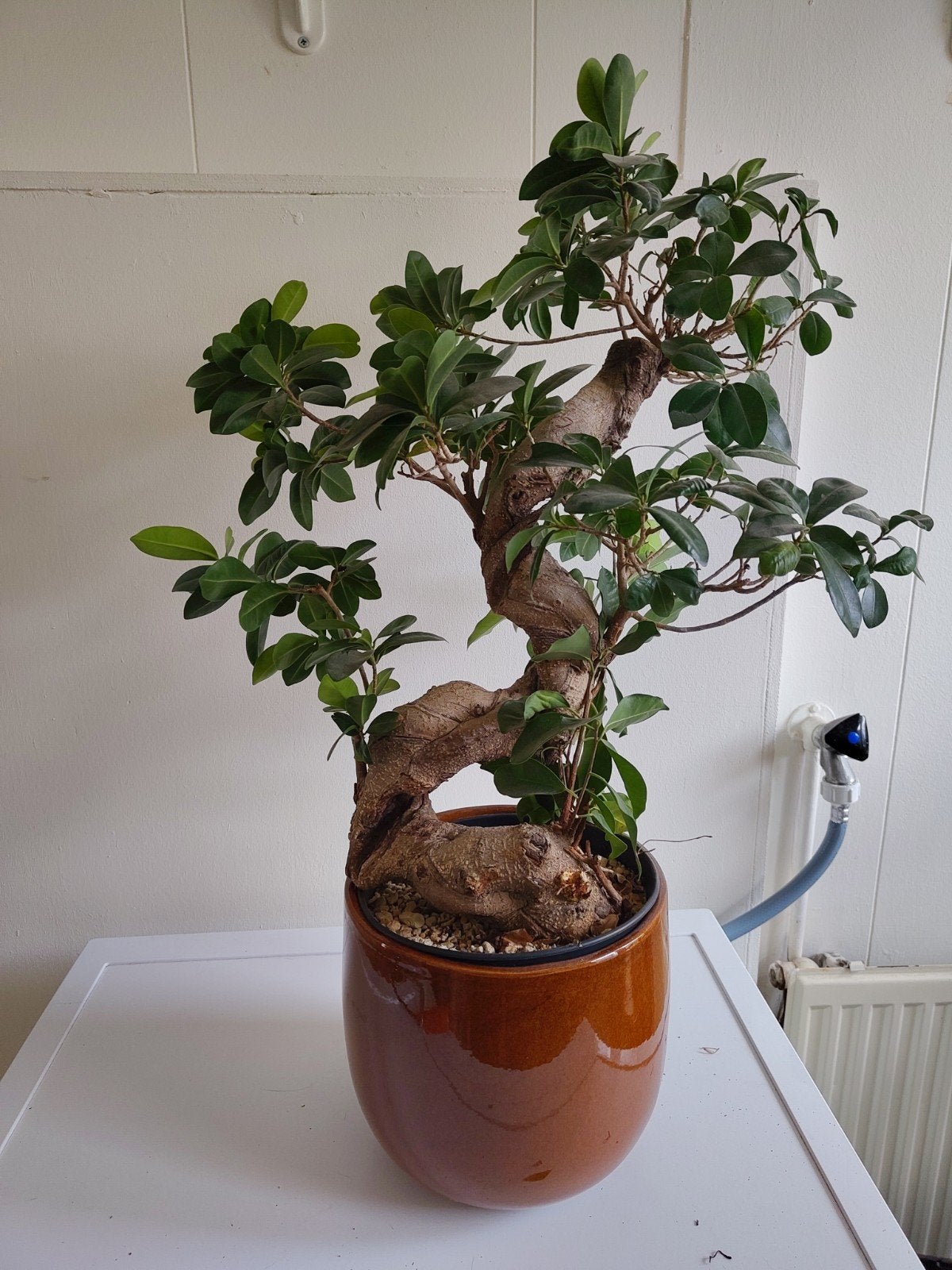 Bonsai ALLEEN VOOR LIEFHEBBER, Ophalen, Halfschaduw, Minder dan 100 cm