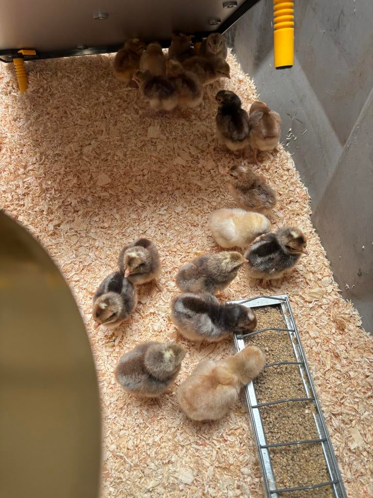 Cream legbar kuikens haantjes, Dieren en Toebehoren, Meerdere dieren, Kip