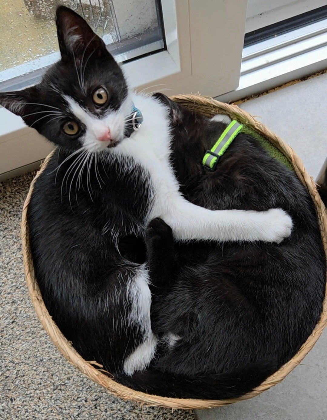 Kittens, Kater, 0 tot 2 jaar