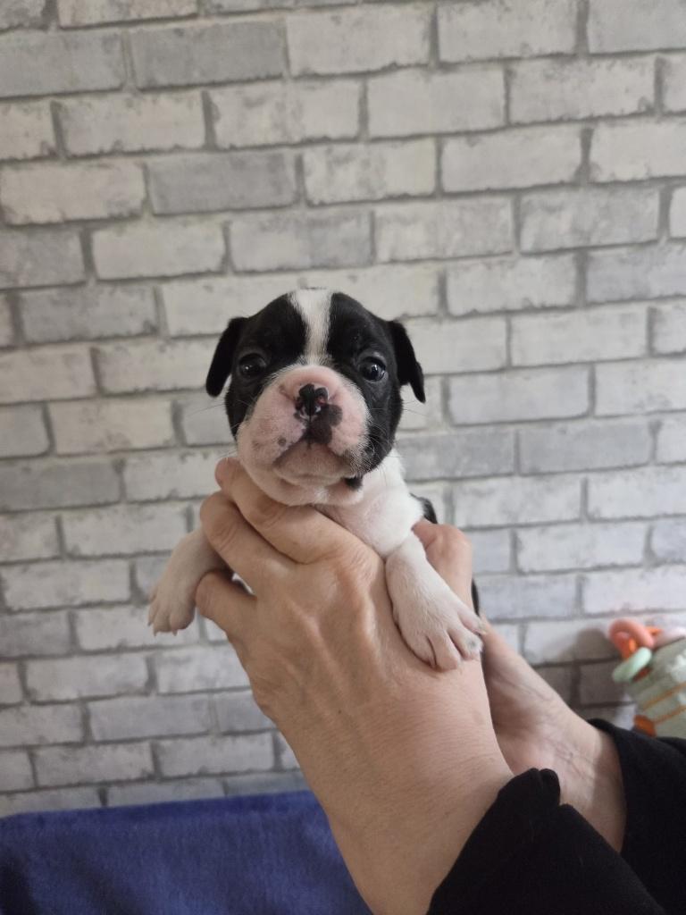 Mooie  Boston Terrier pups met stamboom uit geteste ouders, Dieren en Toebehoren, Honden | Jack Russells en Terriërs, België, Fokker | Hobbymatig