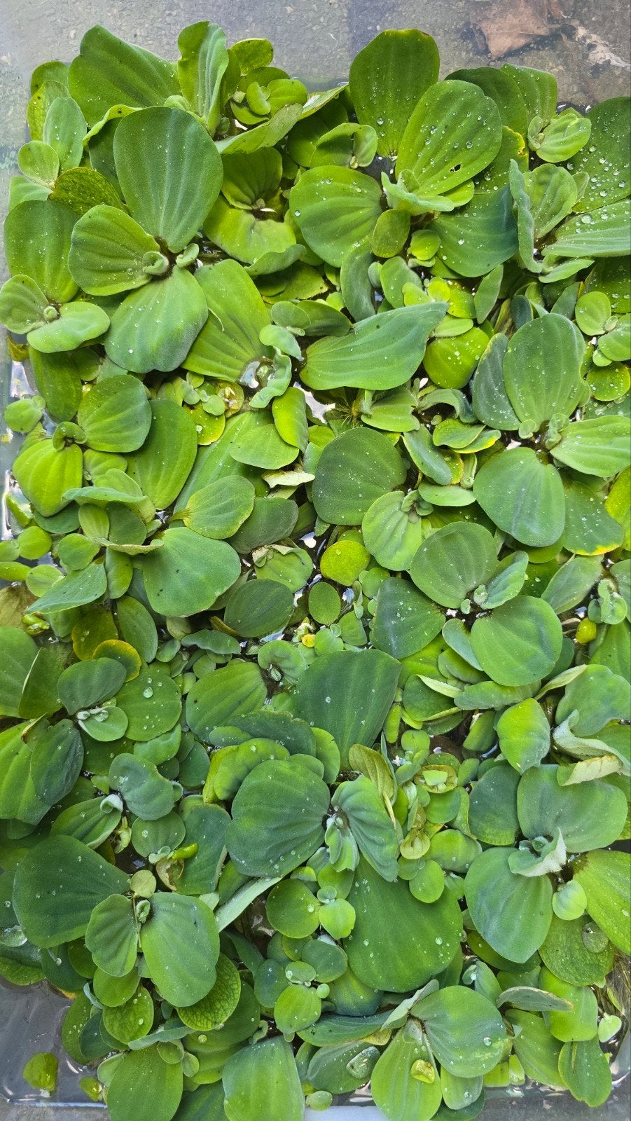 drijfplanten watersla/watermossel, Dieren en Toebehoren, Vis