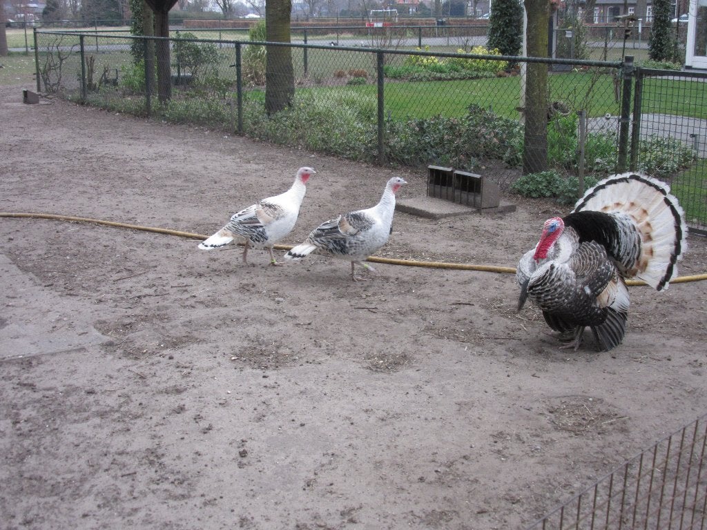 Ronquiers kalkoen, Geslacht onbekend, Kalkoen