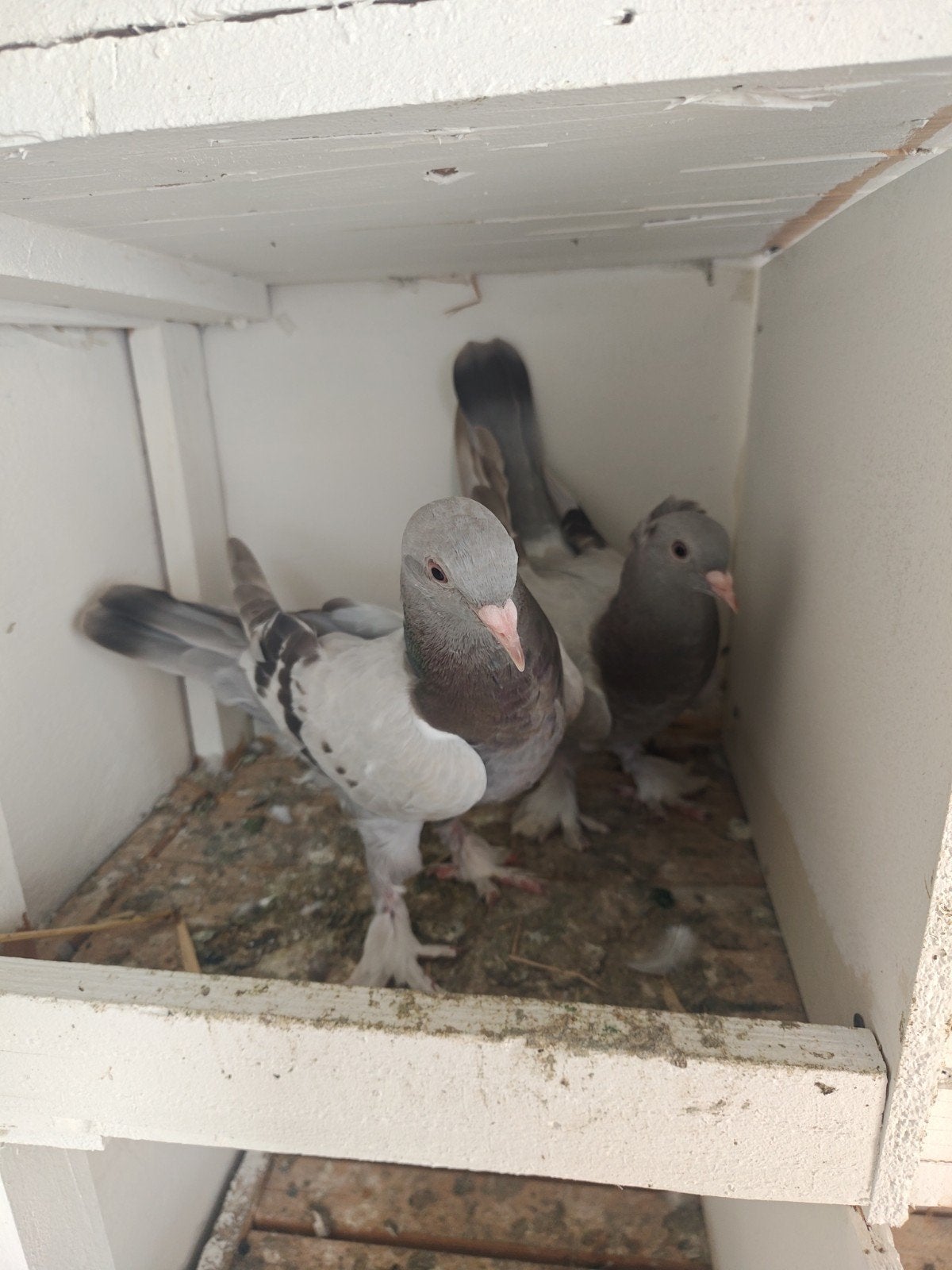 Takla, Meerdere dieren, Postduif