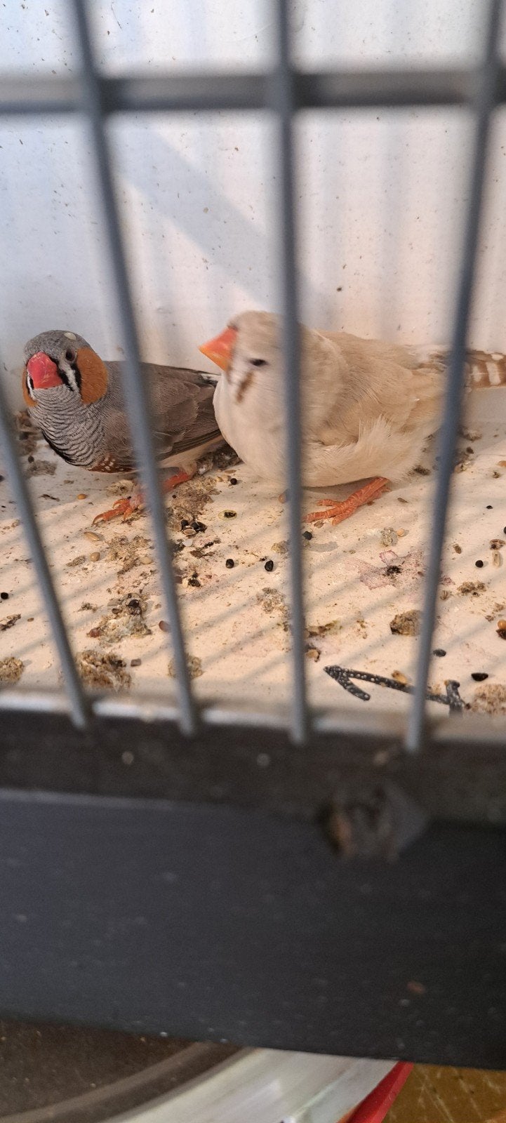 koppel zebravinken, Dieren en Toebehoren, Meerdere dieren, Wildzangvogel