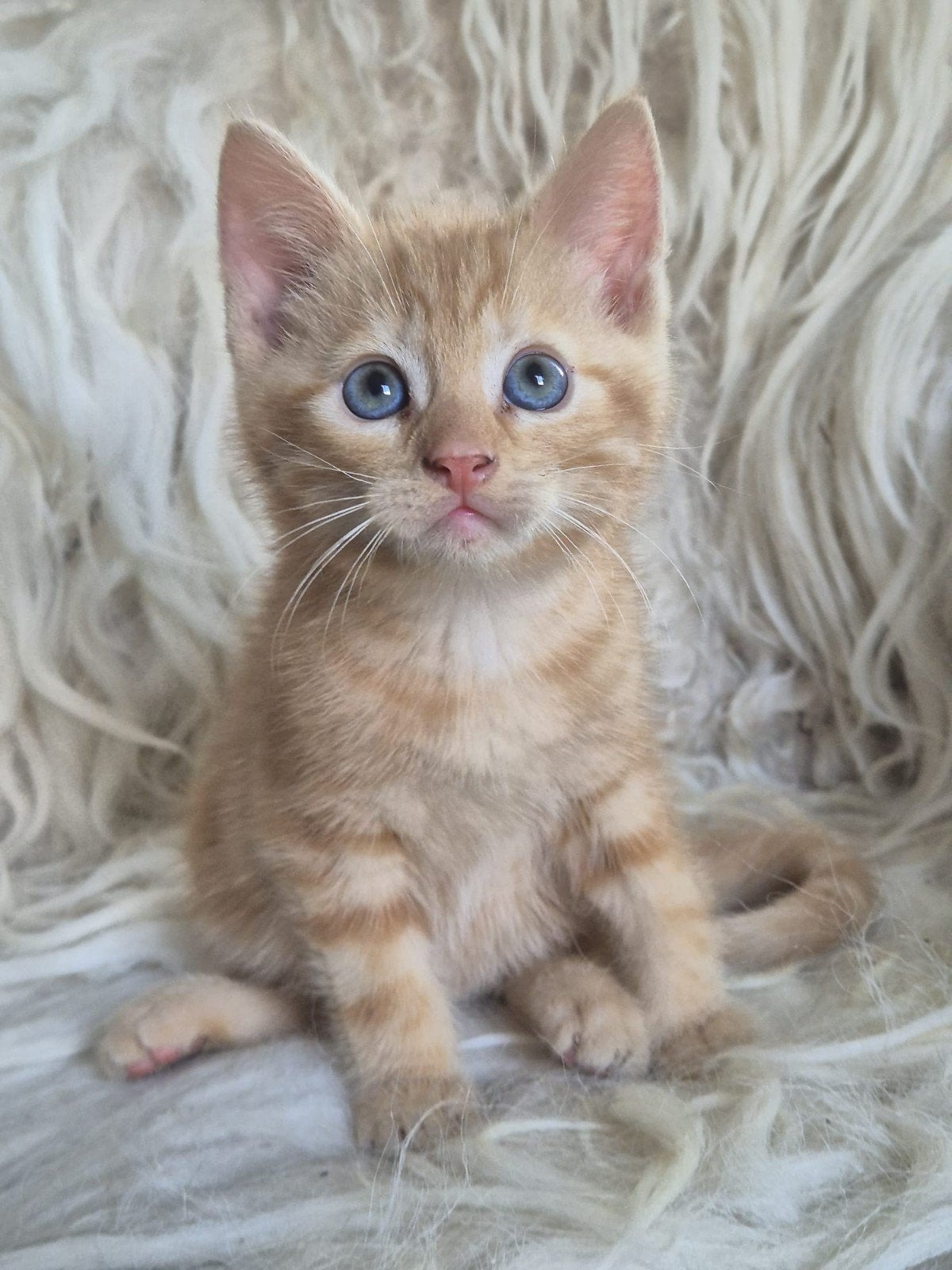 4 super leuke kittens "Nieuw nestje!", Dieren en Toebehoren, Katten en Kittens | Overige Katten, Meerdere dieren