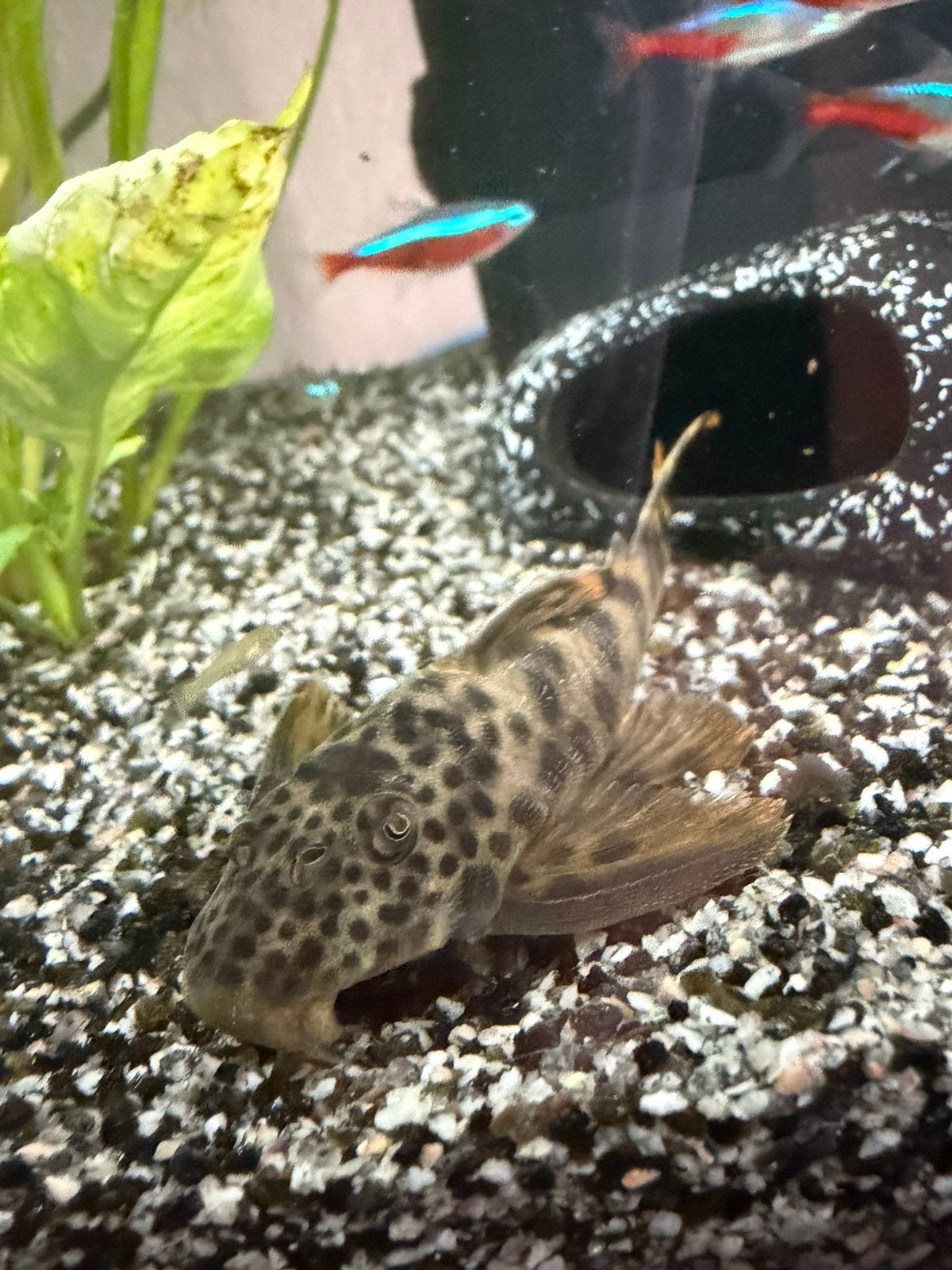 Algeneter L, Dieren en Toebehoren, Vissen | Aquariumvissen, Vis