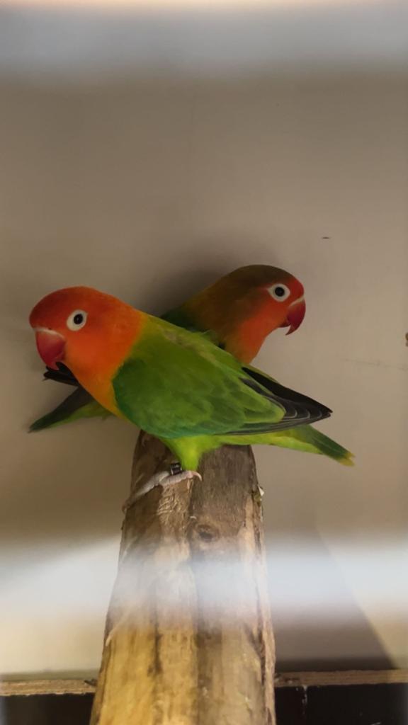 Broedrijp koppel agapornissen, Dieren en Toebehoren, Vogels | Parkieten en Papegaaien, Meerdere dieren, Dwergpapegaai of Agapornis