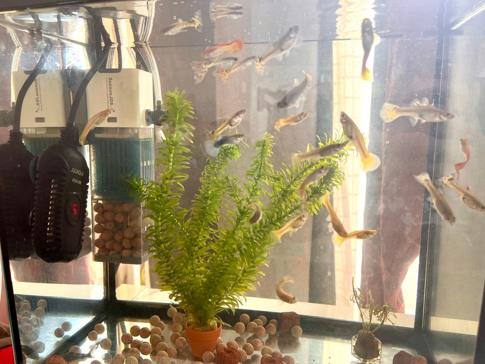 Guppy, Dieren en Toebehoren, Vis