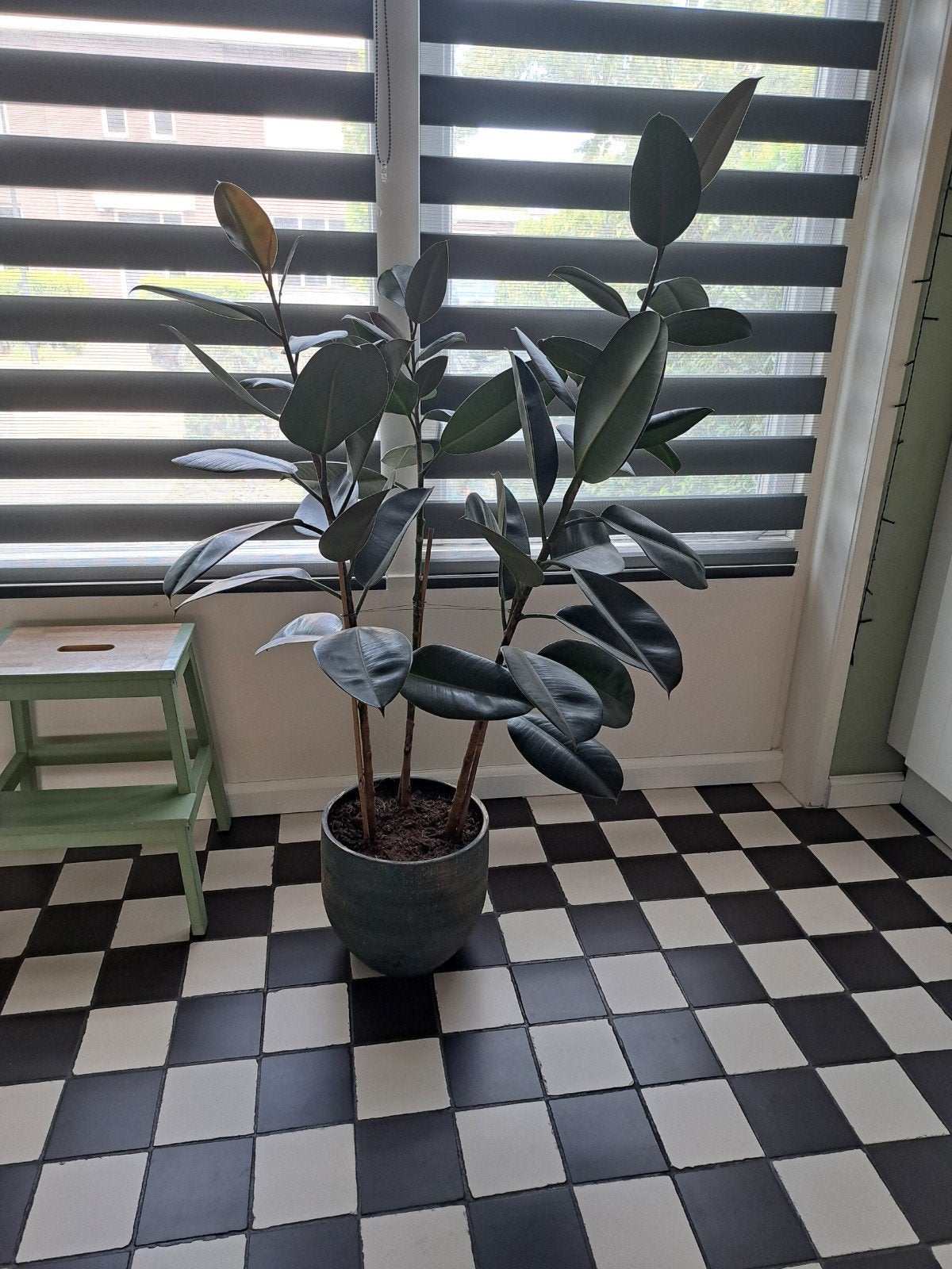 Ficus rubber plant, Ophalen, Rond, Minder dan 30 cm