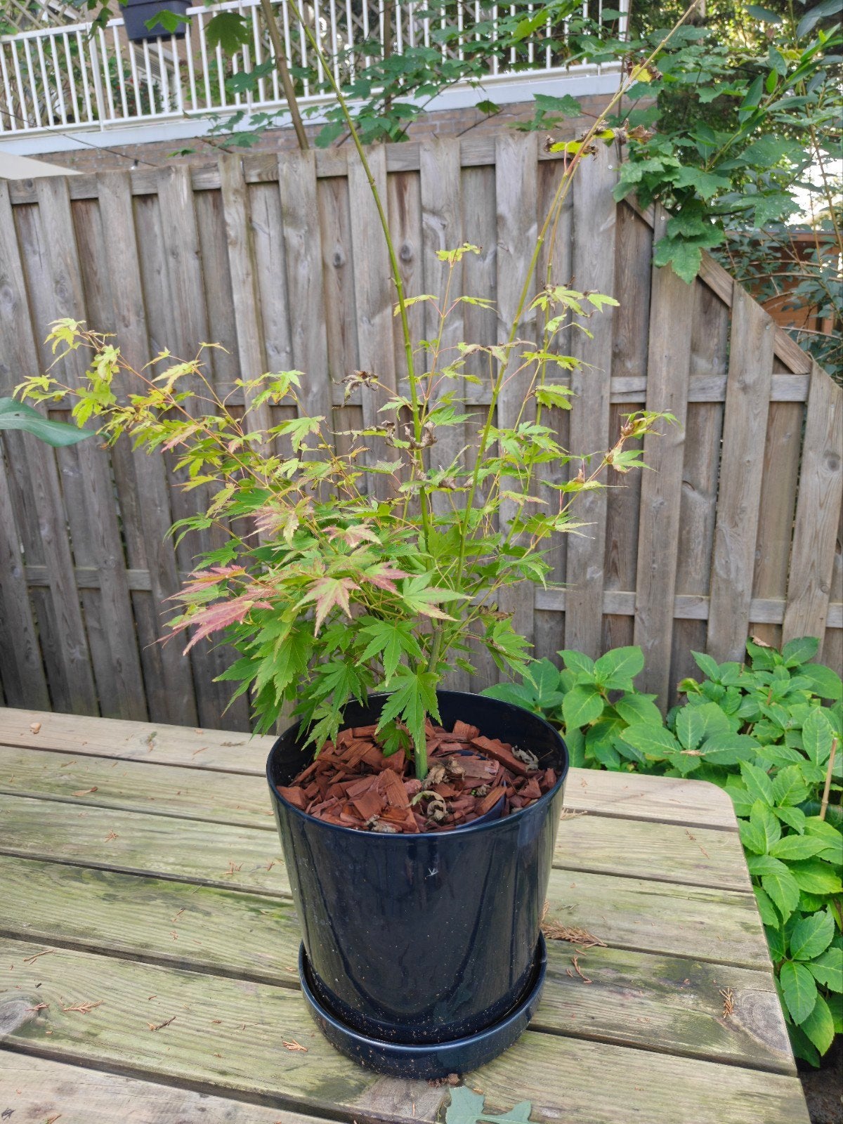 Japanse esdoorn (Acer palmatum) in IKEA KLOTLÖNN pot, Ophalen, Bloeit niet, Overige soorten, Halfschaduw