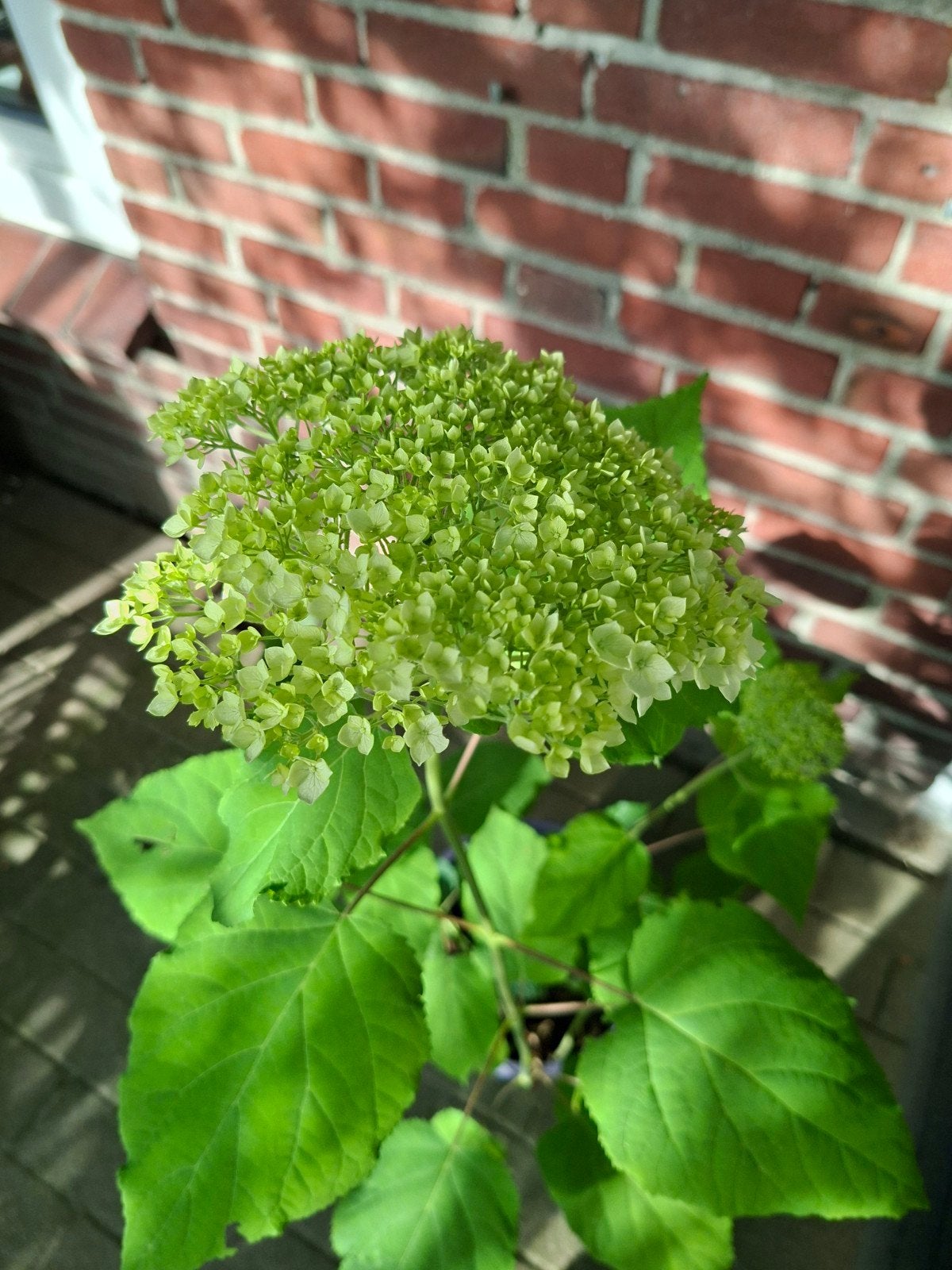 Hydrangea Annabelle (sneeuwbollen), Ophalen
