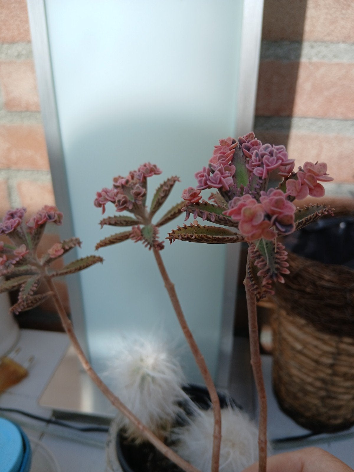 Broedblaadjes Kalanchoe Pink Butterfly, Huis en Inrichting, Ophalen of Verzenden, Halfschaduw, Minder dan 100 cm