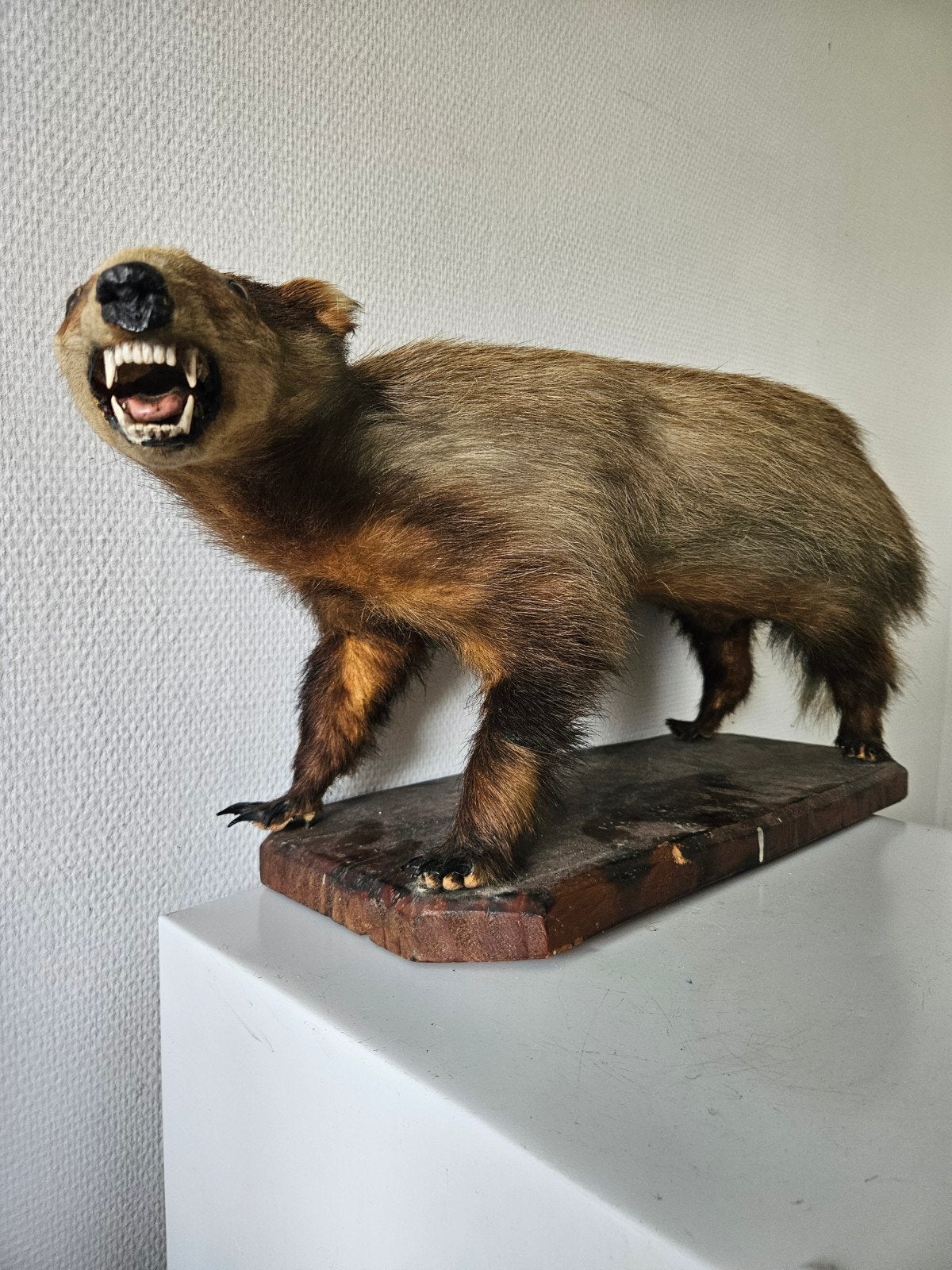 Opgezette Das - Taxidermie, Verzamelen, Dierenverzamelingen, Ophalen of Verzenden