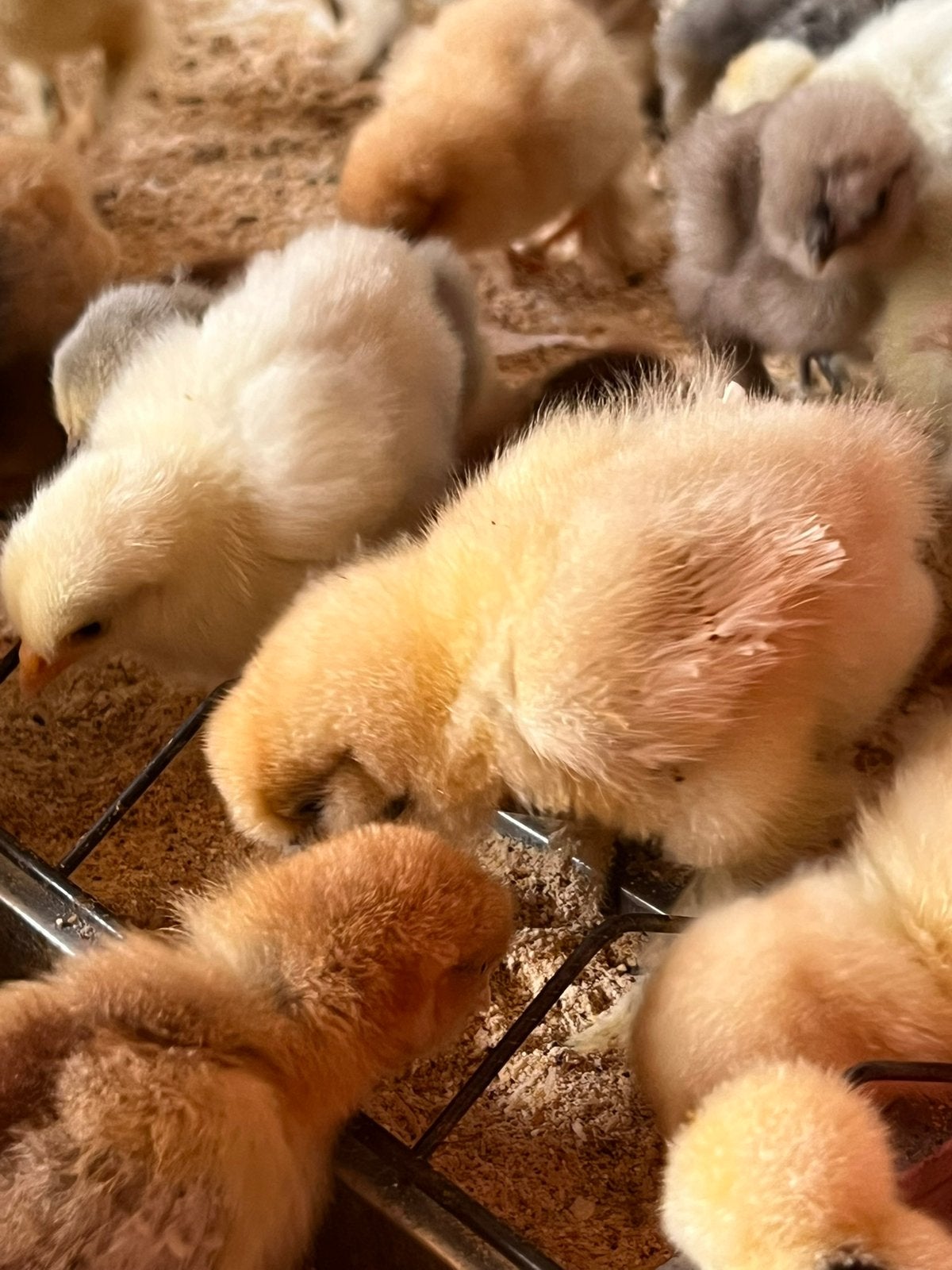 Cochin-en usa zijdehoen kuikens. Cloaca gesekst en ingeent, Vrouwelijk, Kip