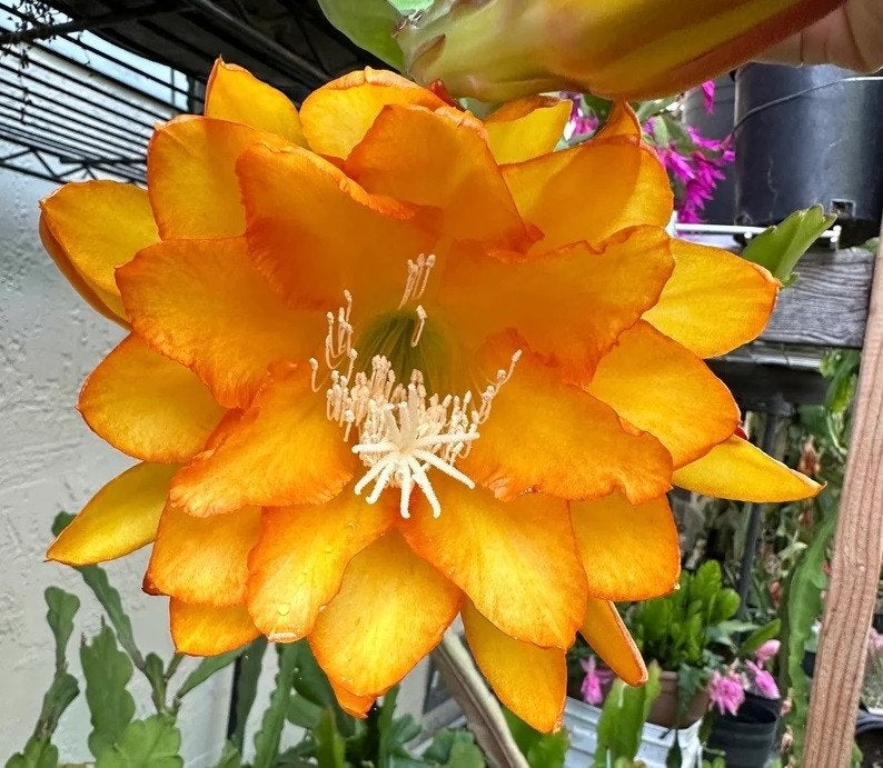 cactus - Epiphyllum RON CRAIN, Huis en Inrichting, Kamerplanten, Ophalen of Verzenden, Cactus, Volle zon, Minder dan 100 cm