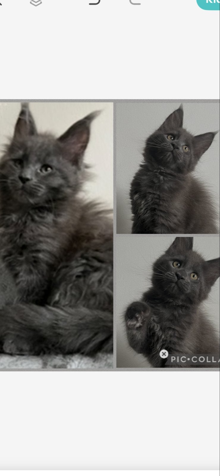 Maine coon poesje met stamboom, Poes, Met stamboom, 0 tot 2 jaar