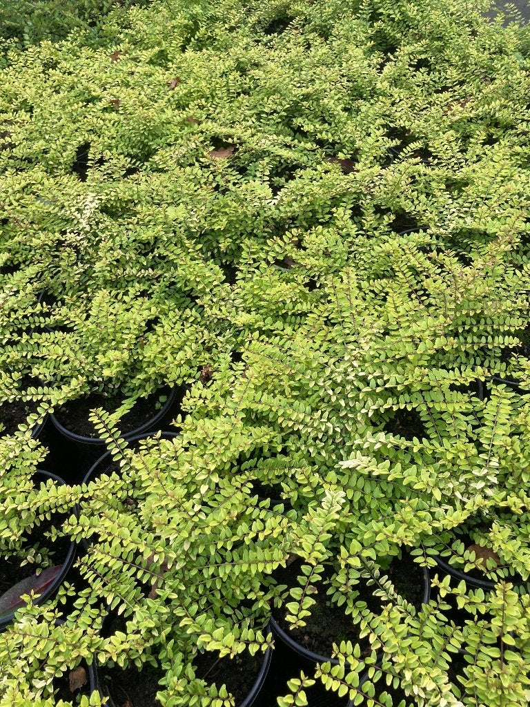Lonicera nitida Baggesen’s Gold, Ophalen, Vaste plant, Overige soorten, Volle zon