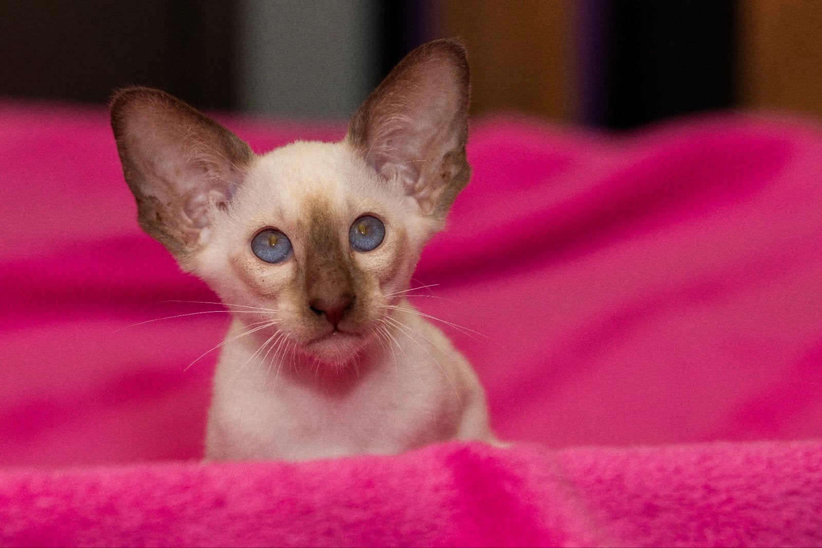 Te koop siameesjes met stamboom, Dieren en Toebehoren, Katten en Kittens | Raskatten | Korthaar, Kater, Met stamboom, 0 tot 2 jaar