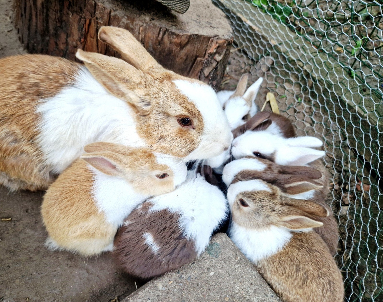 Leuke jonge konijnen, Dieren en Toebehoren, Konijnen, Meerdere dieren, Middelgroot, 0 tot 2 jaar