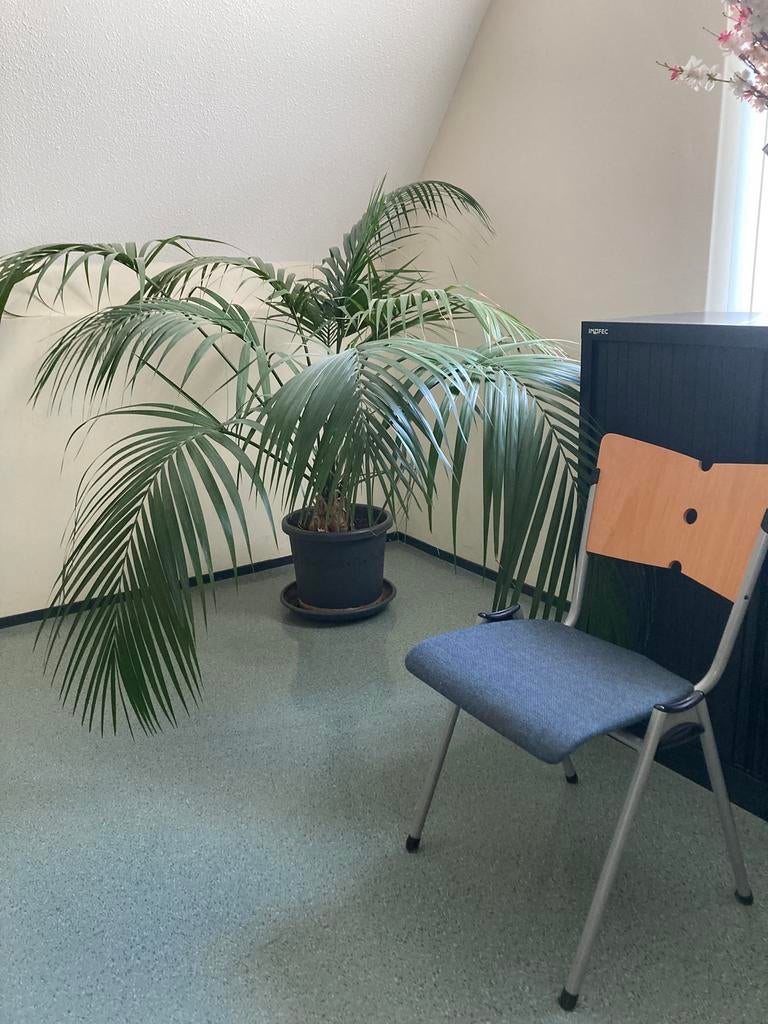 Kamerplant