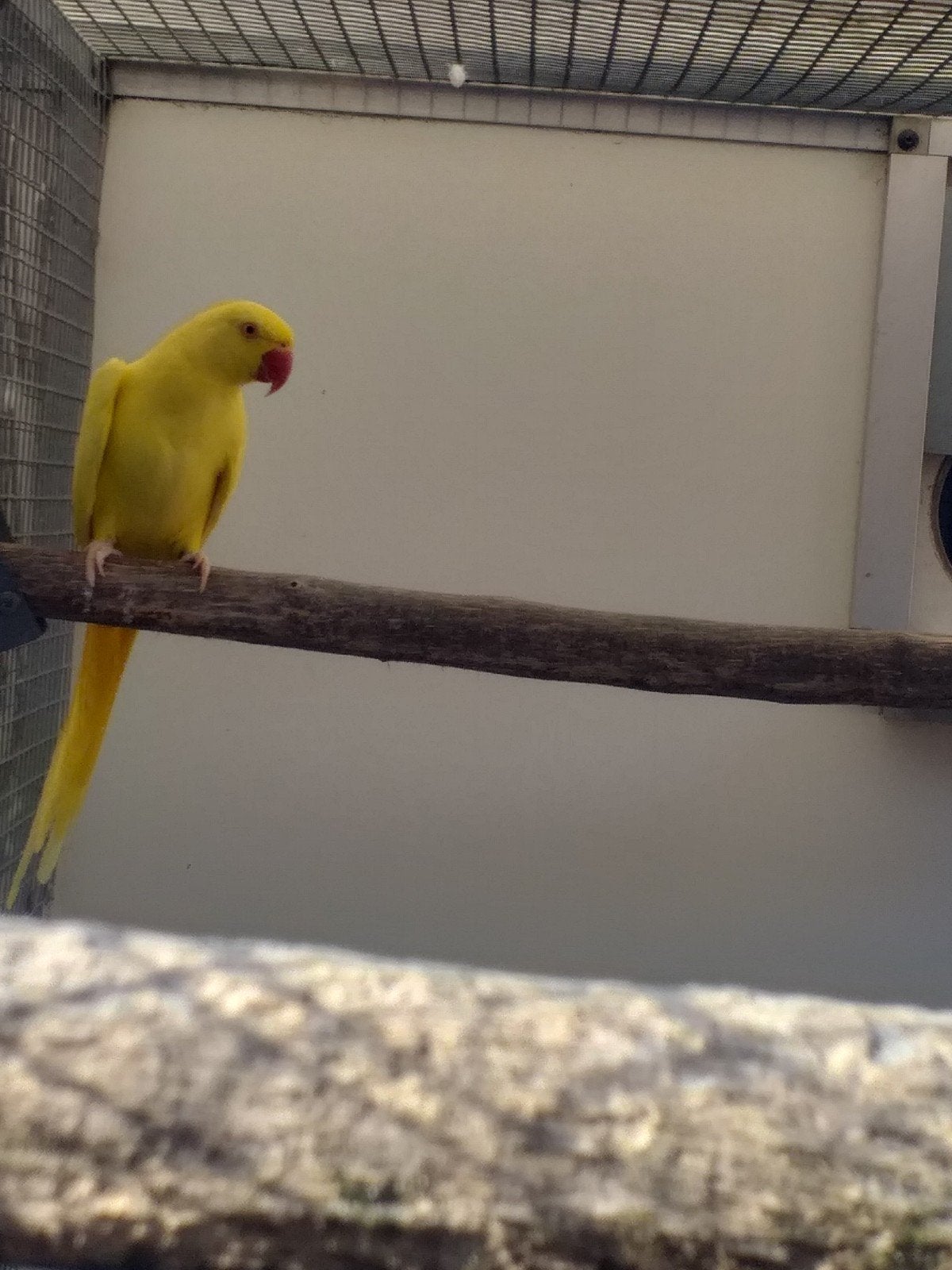 2 halsband parkieten pop, Dieren en Toebehoren, Vogels | Parkieten en Papegaaien, Vrouwelijk