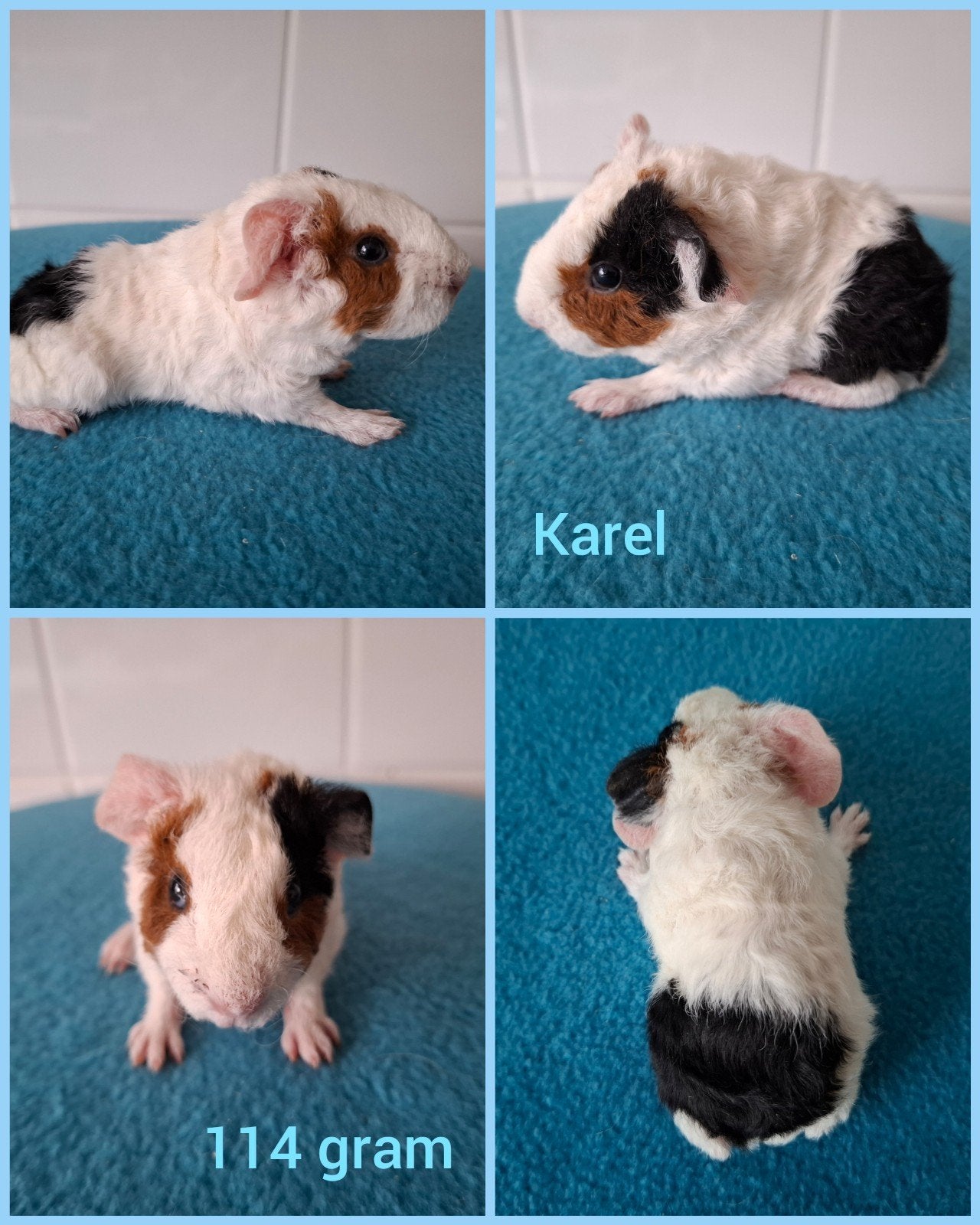 US teddy beertje zwart rood wit, Dieren en Toebehoren, Knaagdieren, Augustus, Mannelijk, Cavia