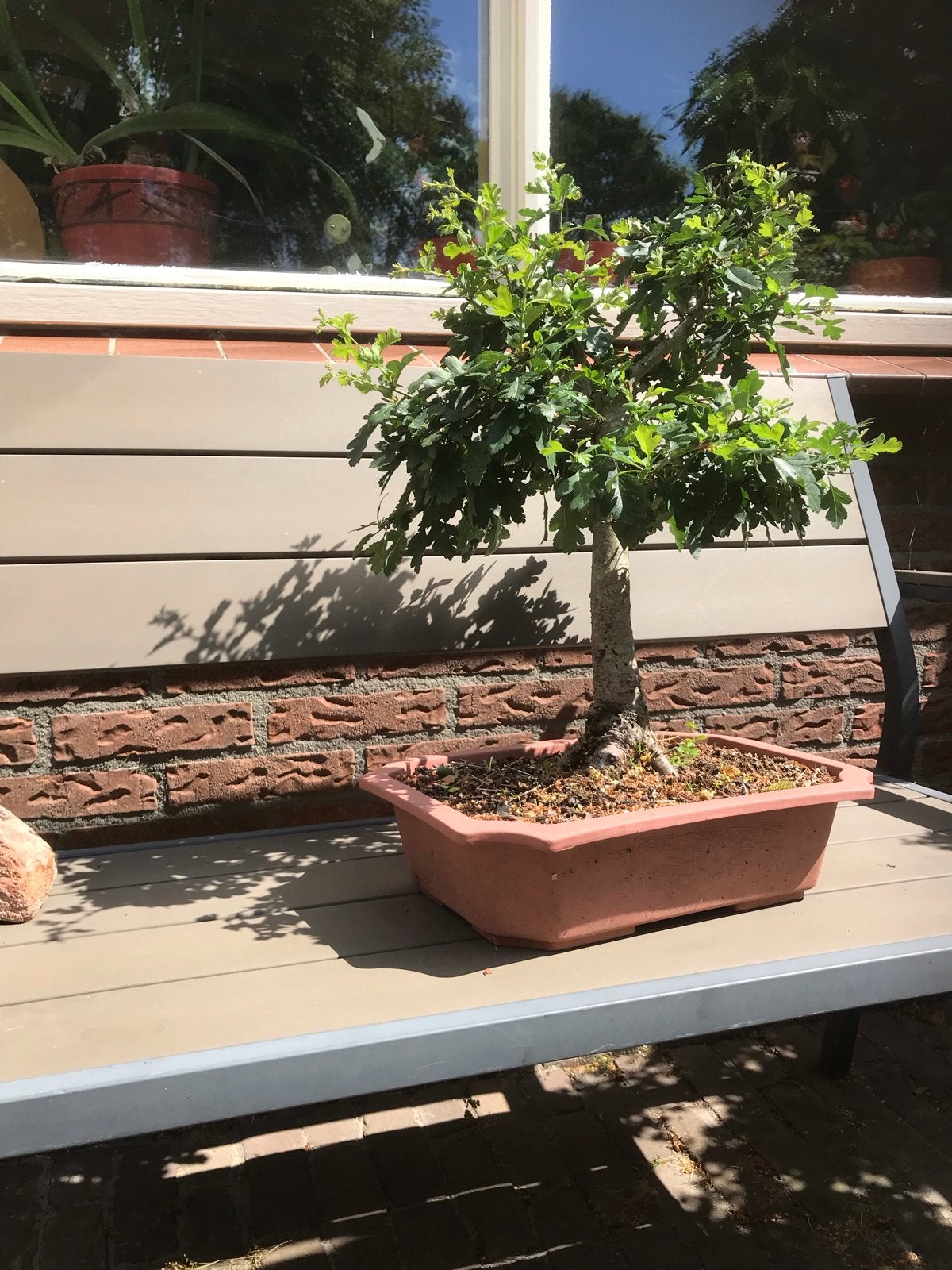Mooie Bonsai meidoorn in pot, Volle zon, Vaste plant, Lente, Ophalen